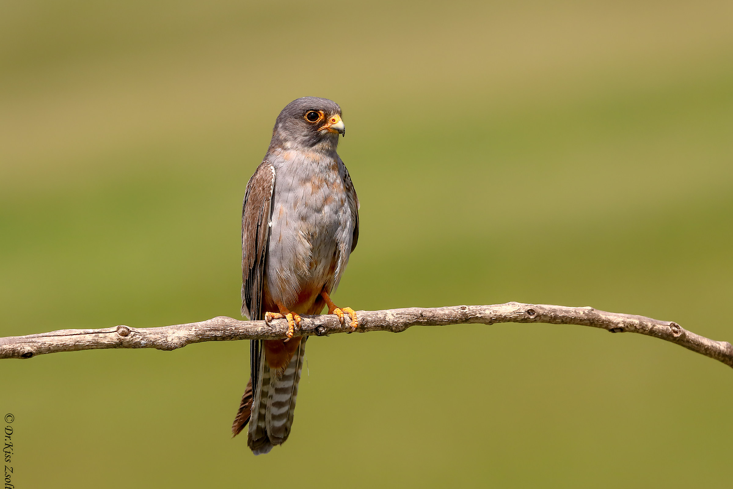 Appollaiato Falco dai piedi rossi