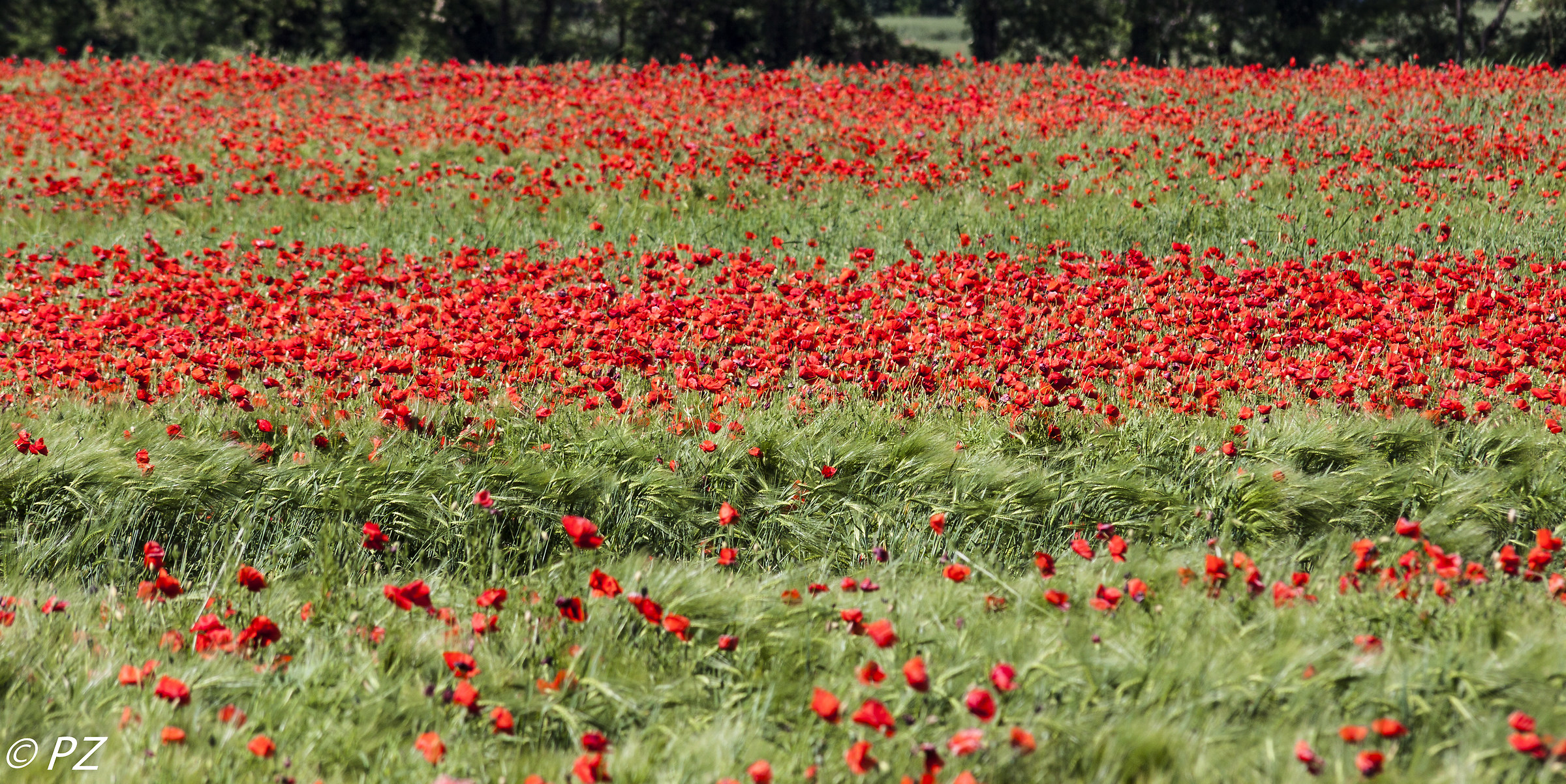 Colturano: i papaveri