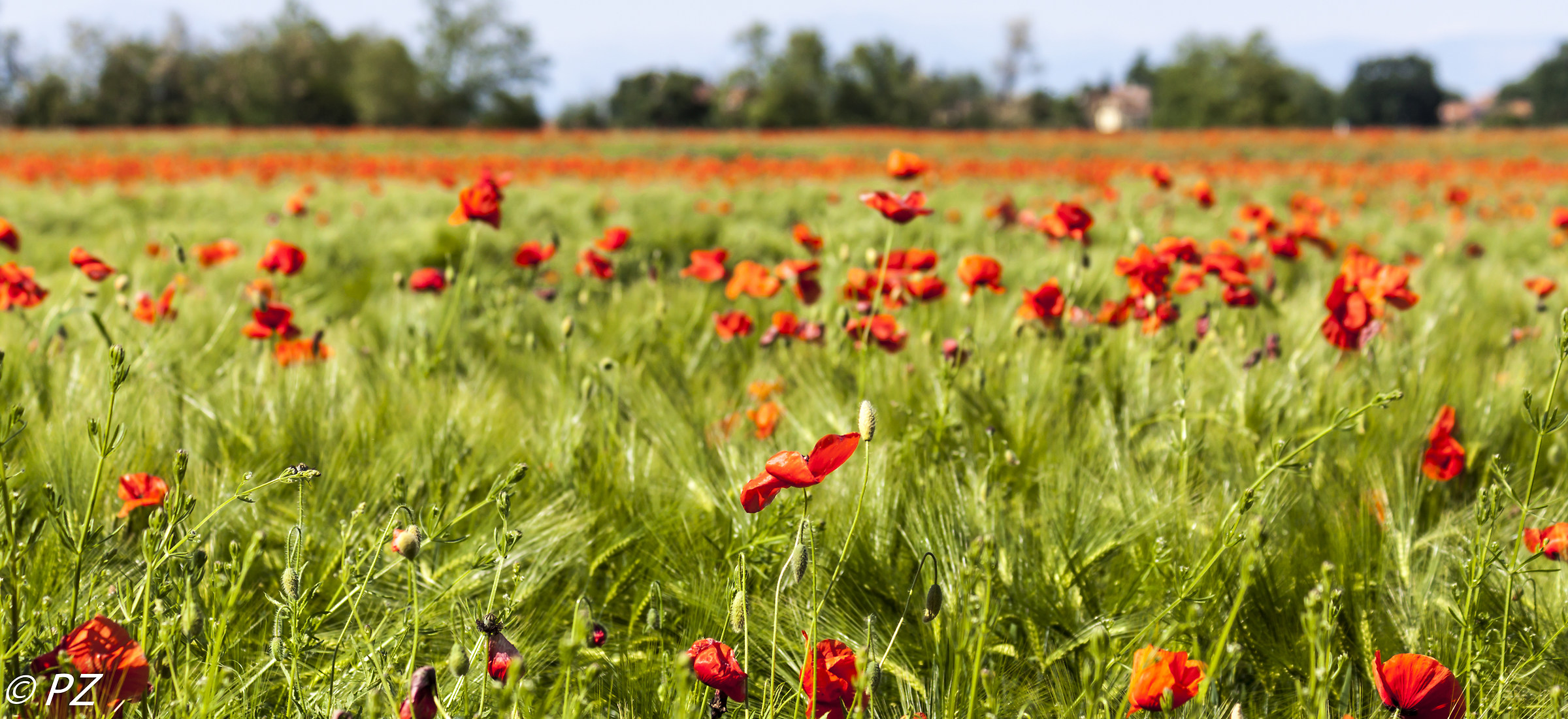 Colturano: i papaveri