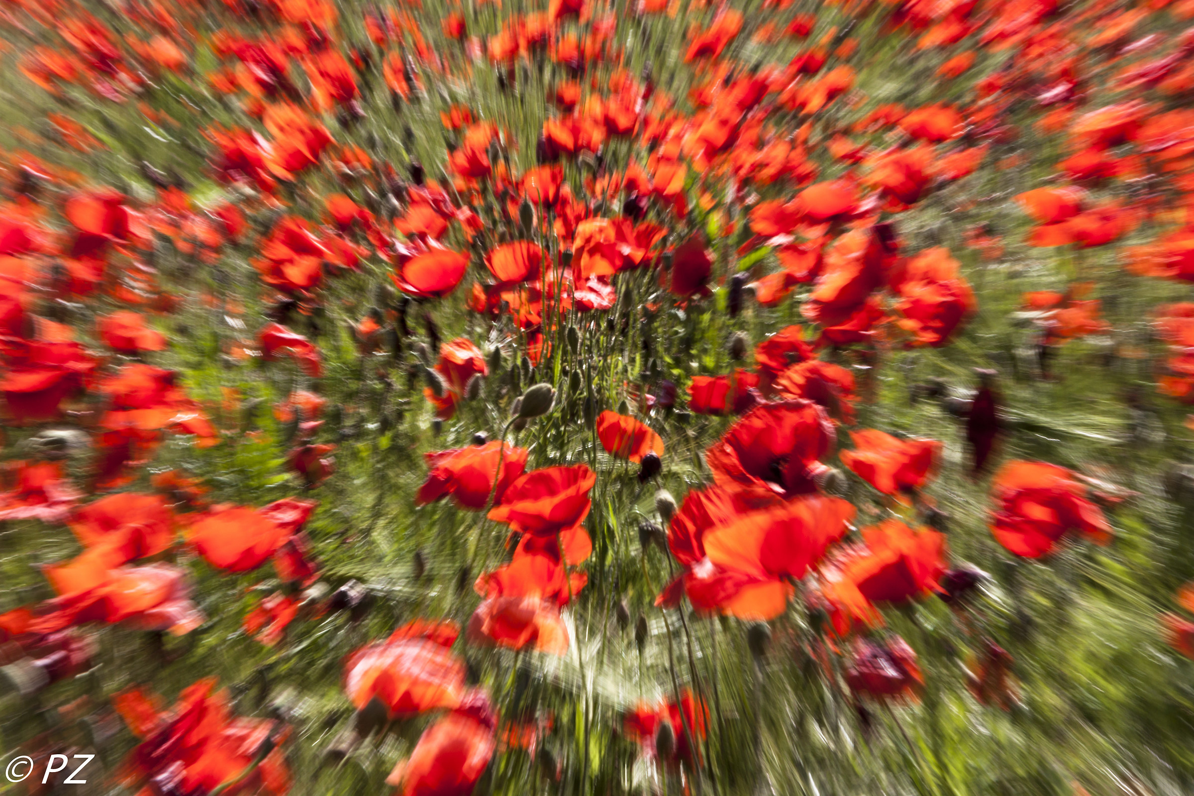 Colturano: i papaveri