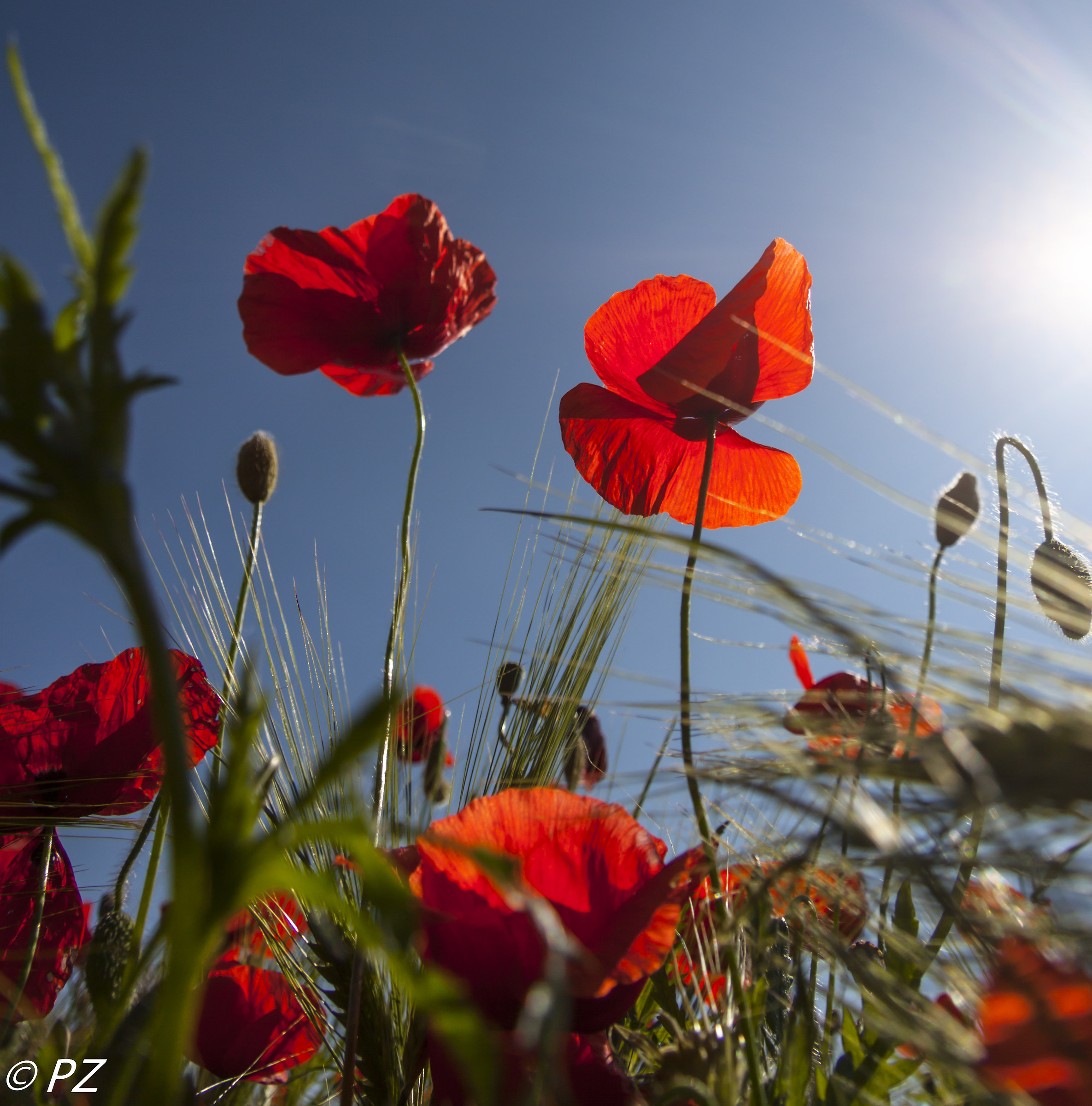 Colturano: i papaveri