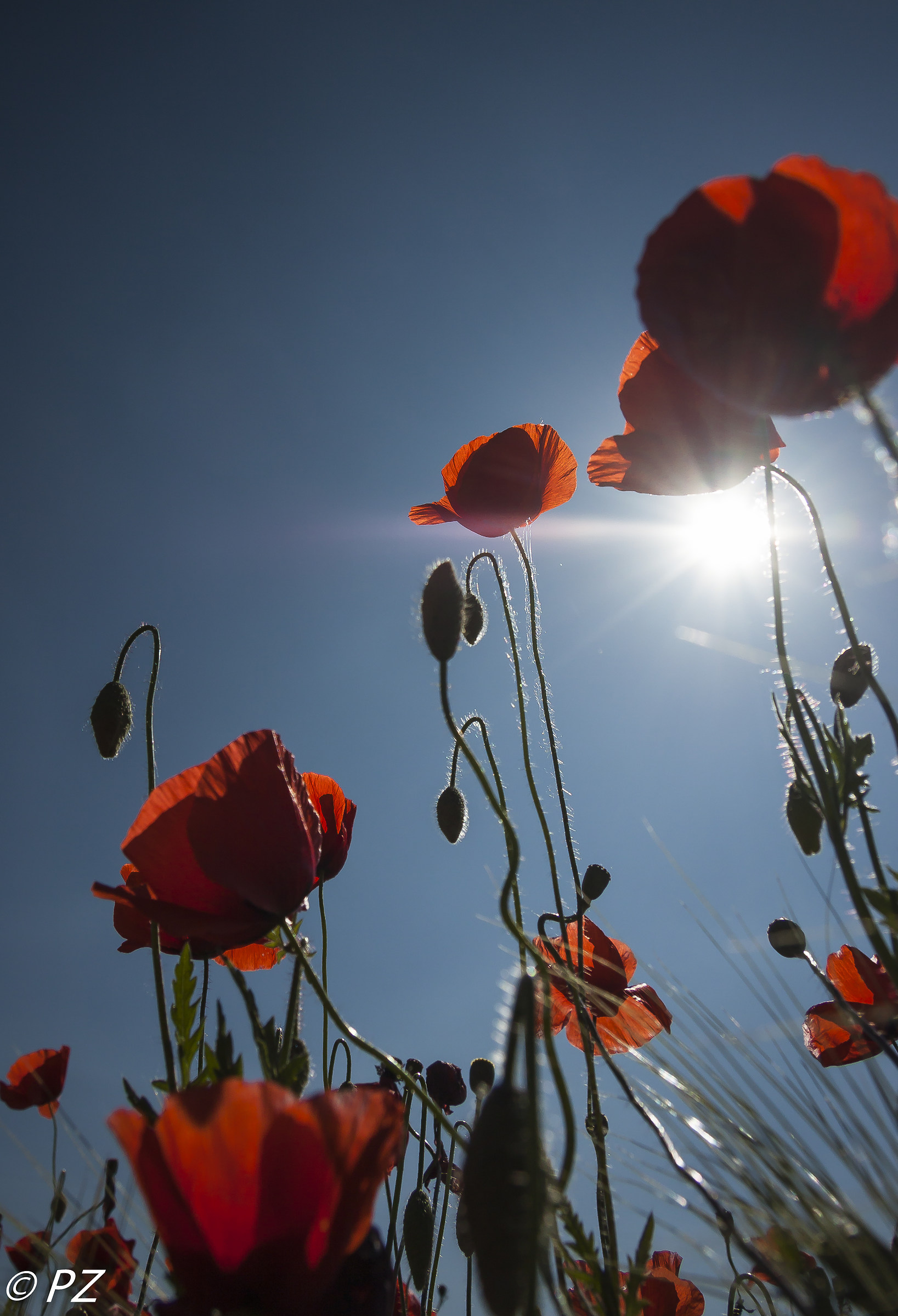 Colturano: i papaveri