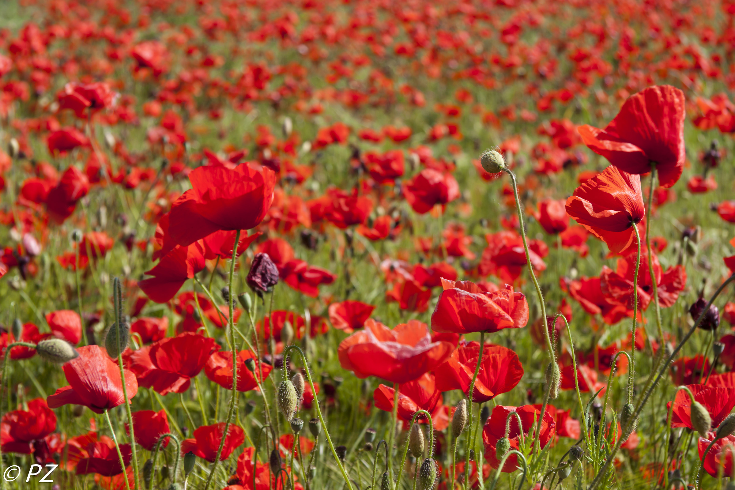 Colturano: i papaveri