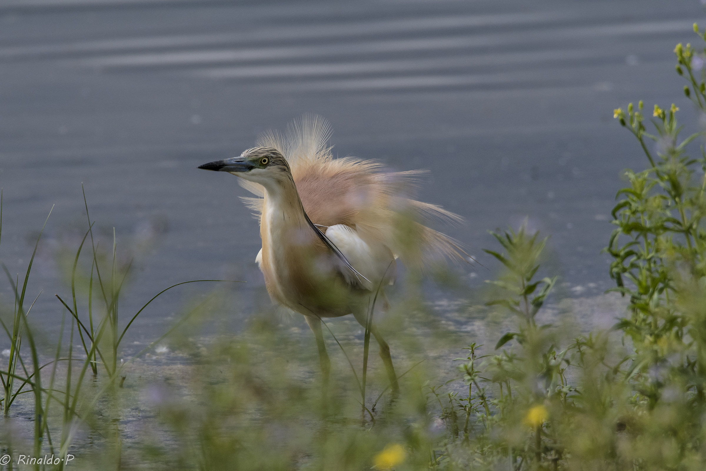 Squacco tuft immersed in the colors