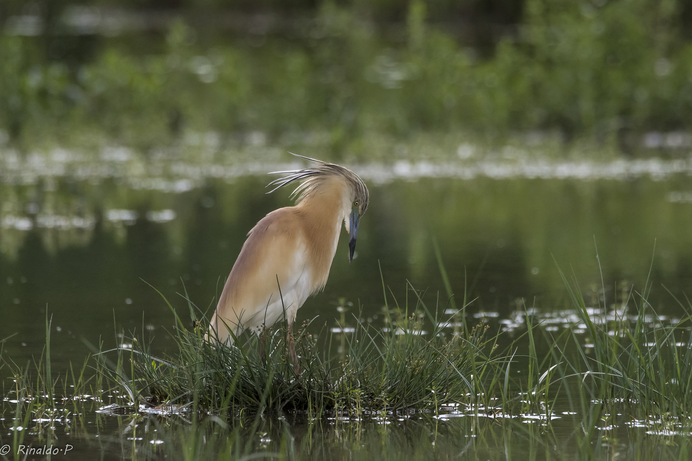 Squacco Tuft in Green