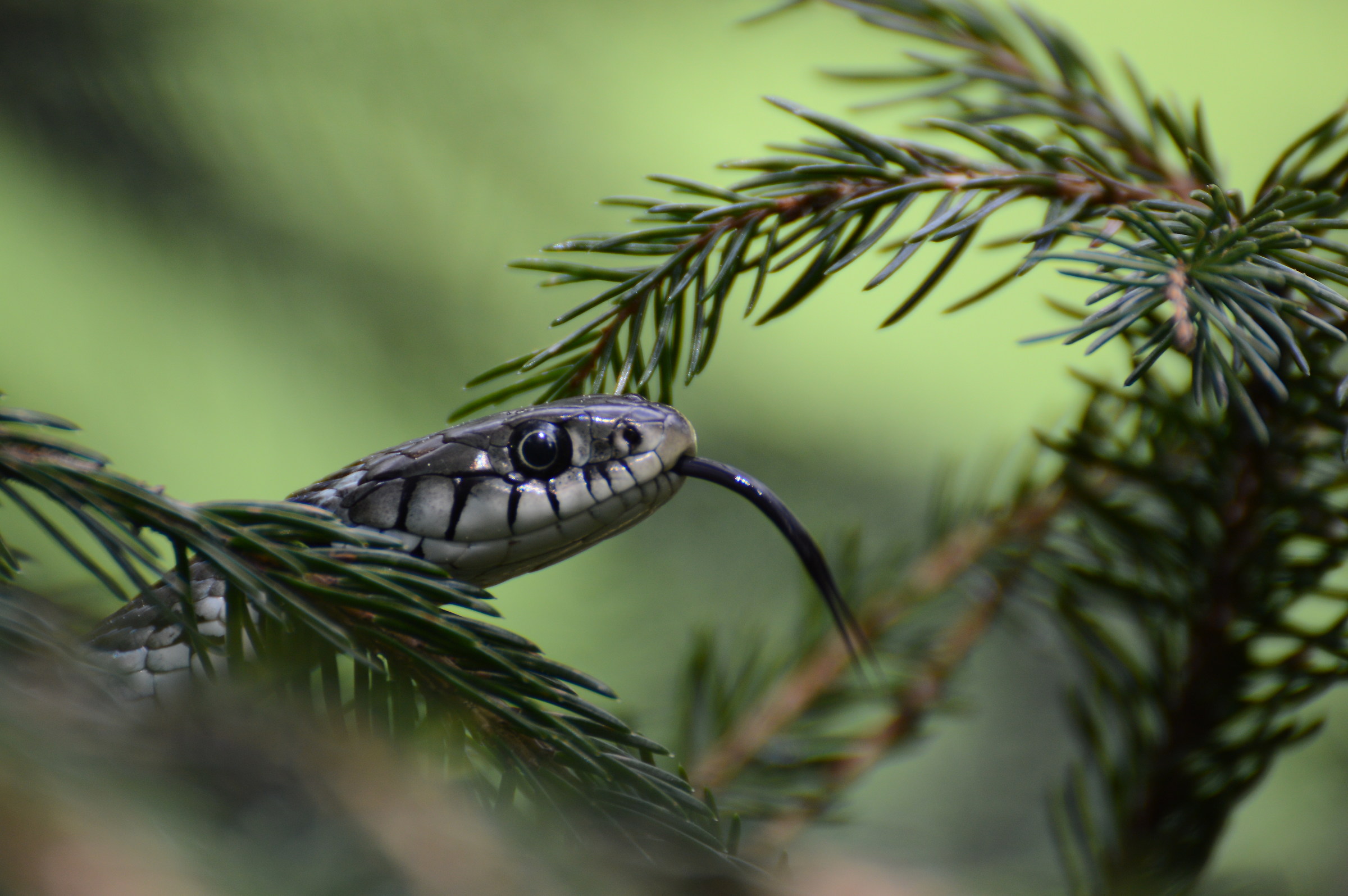 natrix maggio 2018 -2-