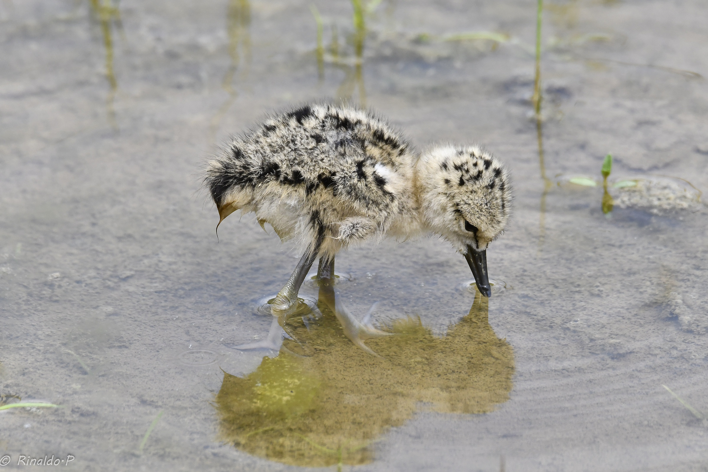 Little Knight of Italy