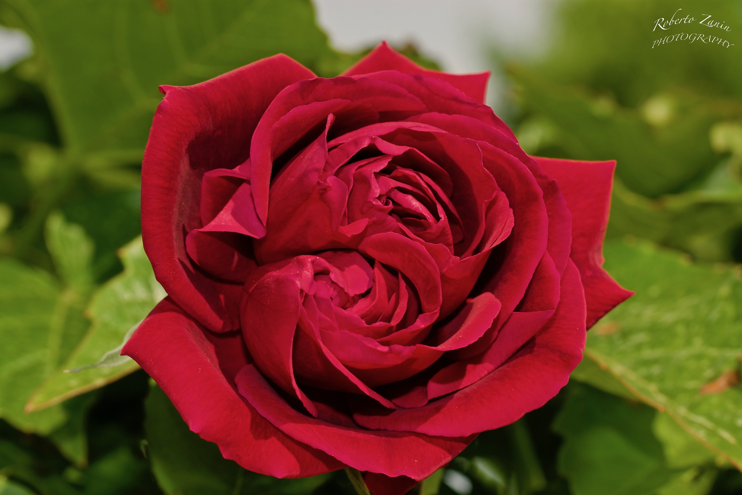 Ancora rara rosa doppio bocciolo