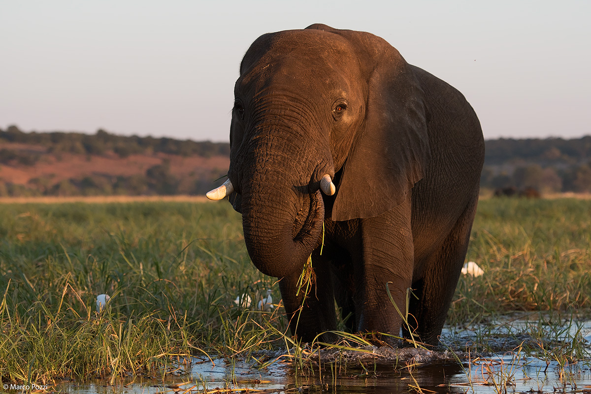 Il gigante al tramonto