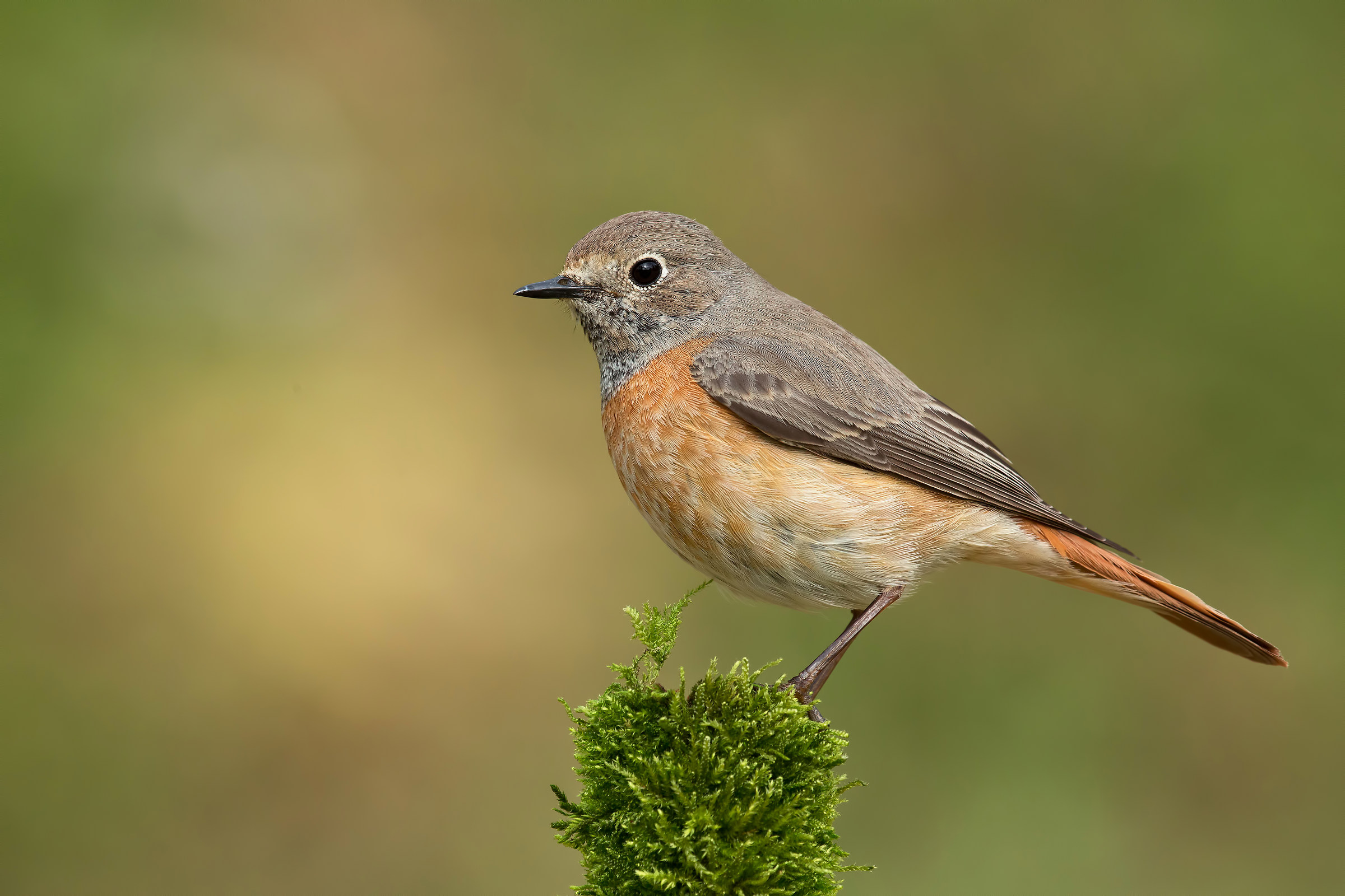 Common Redstart (f)