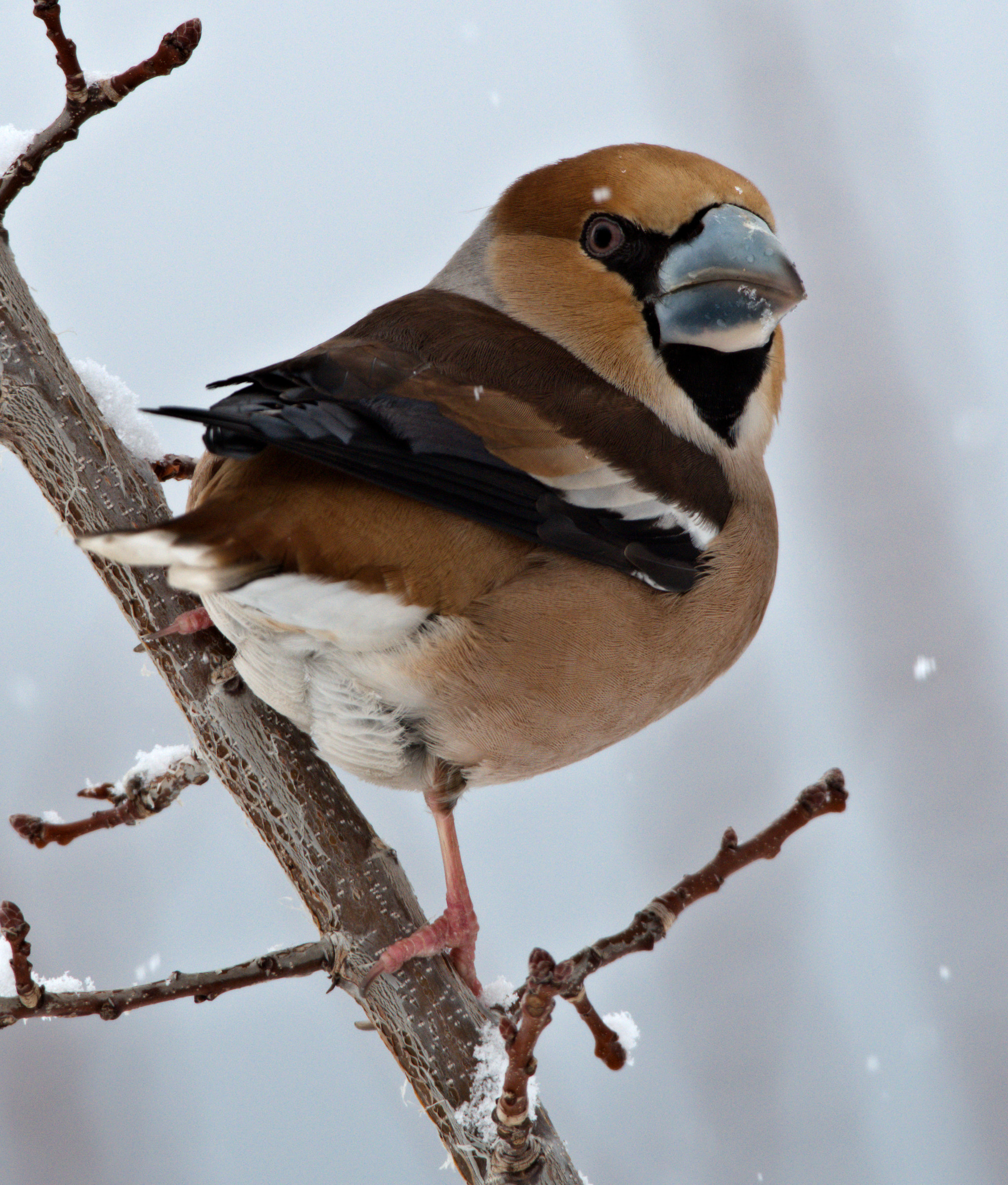 Hawfinch