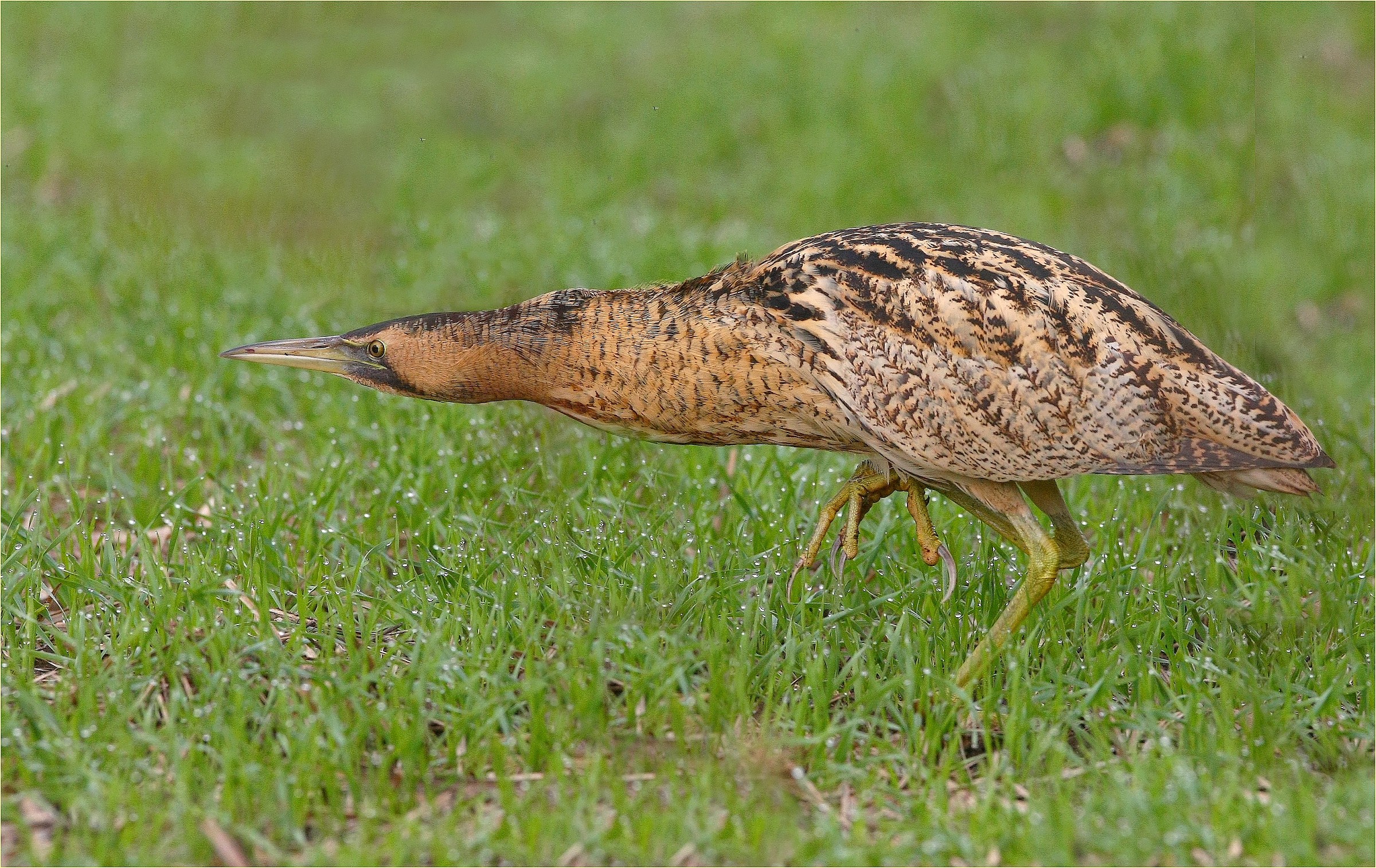 ,, Bittern,,