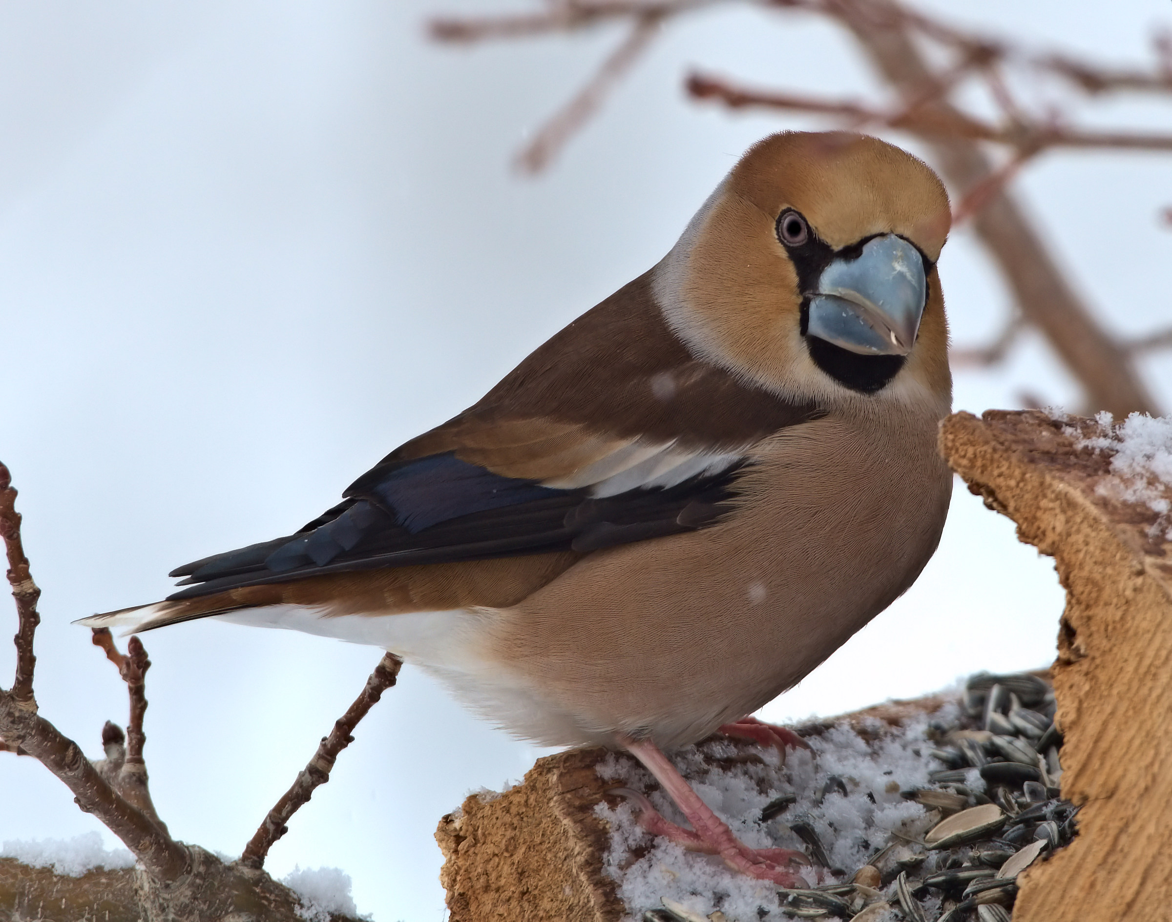 Hawfinch