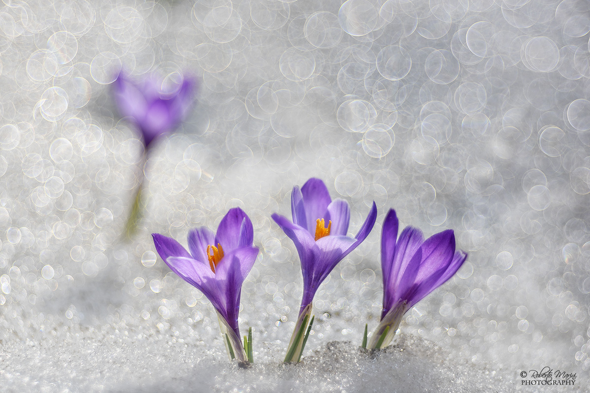 Crocus Ice