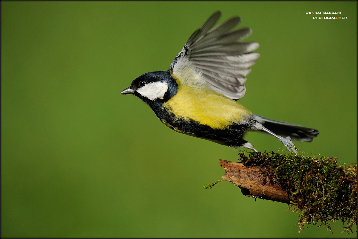 Allegra ...al Decollo