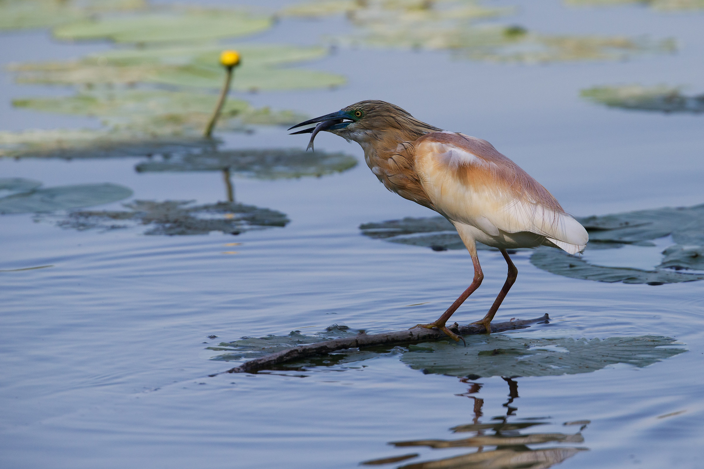 Squacco Tuft with Prey