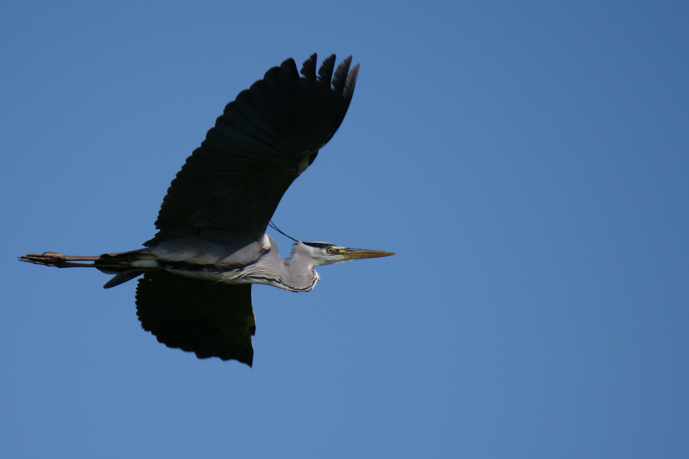Airone cenerino (Ardea cinerea)