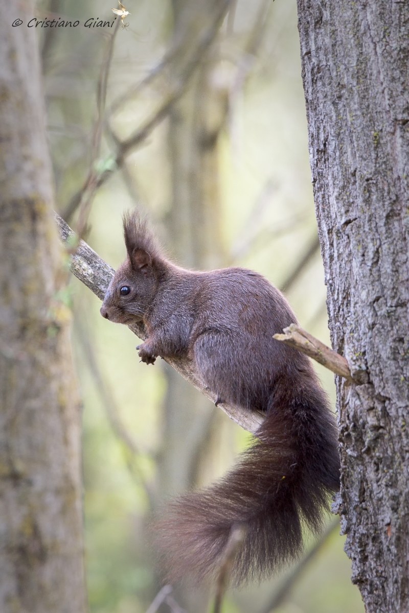 Scoiattolo
