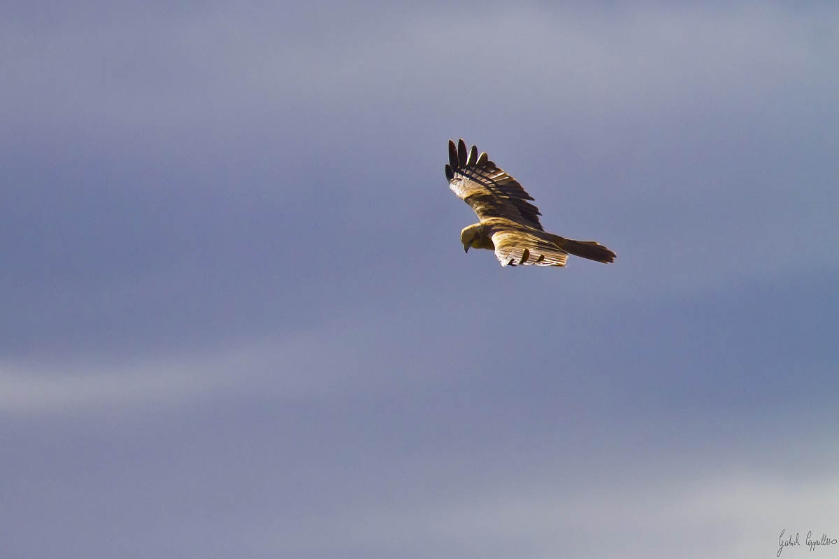 Marsh Harrier
