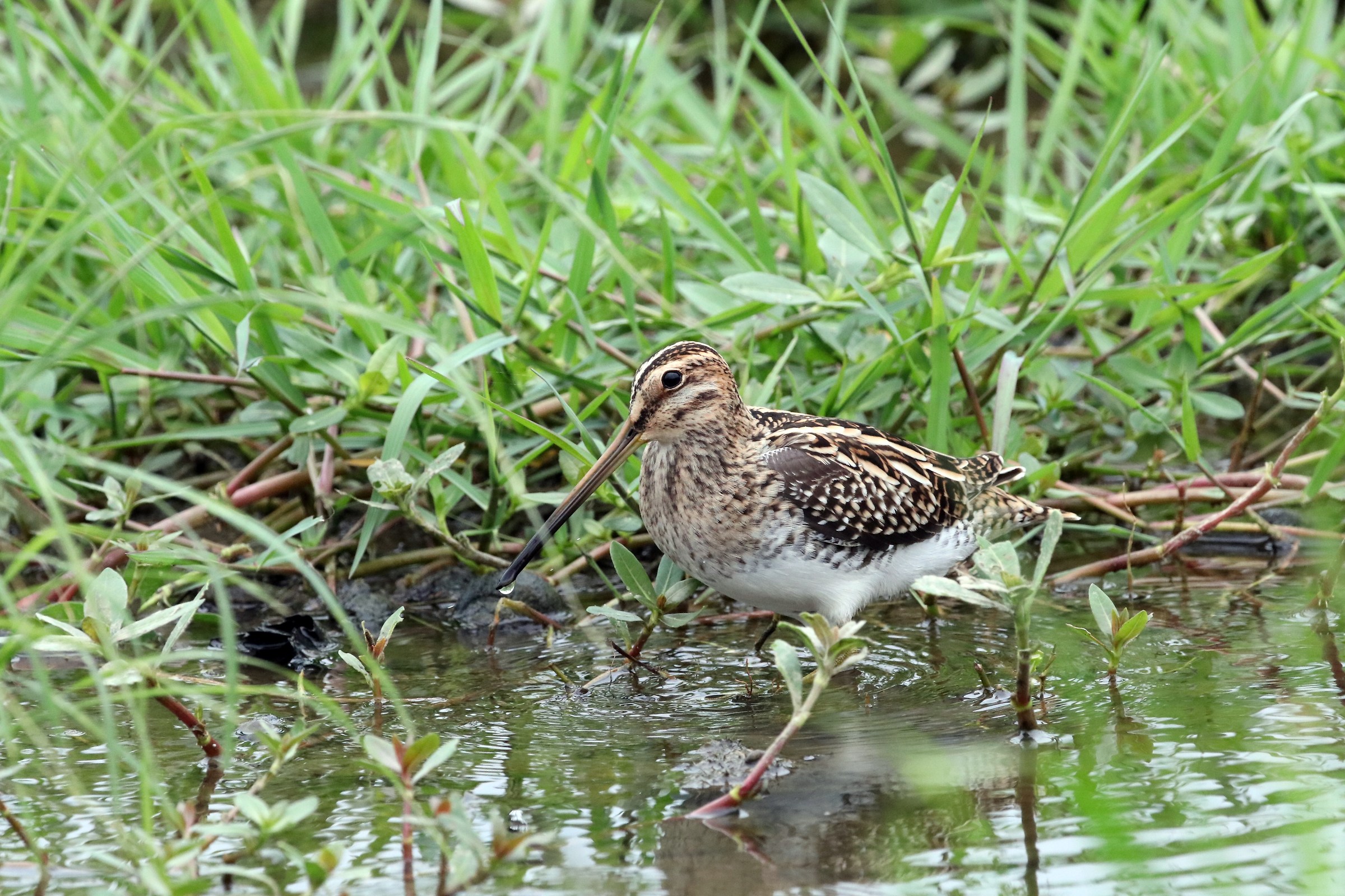 Common Snipe