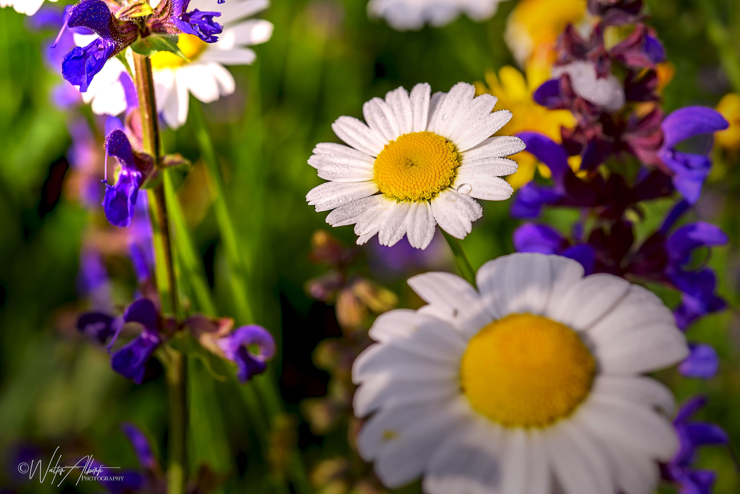 Profumi di Primavera