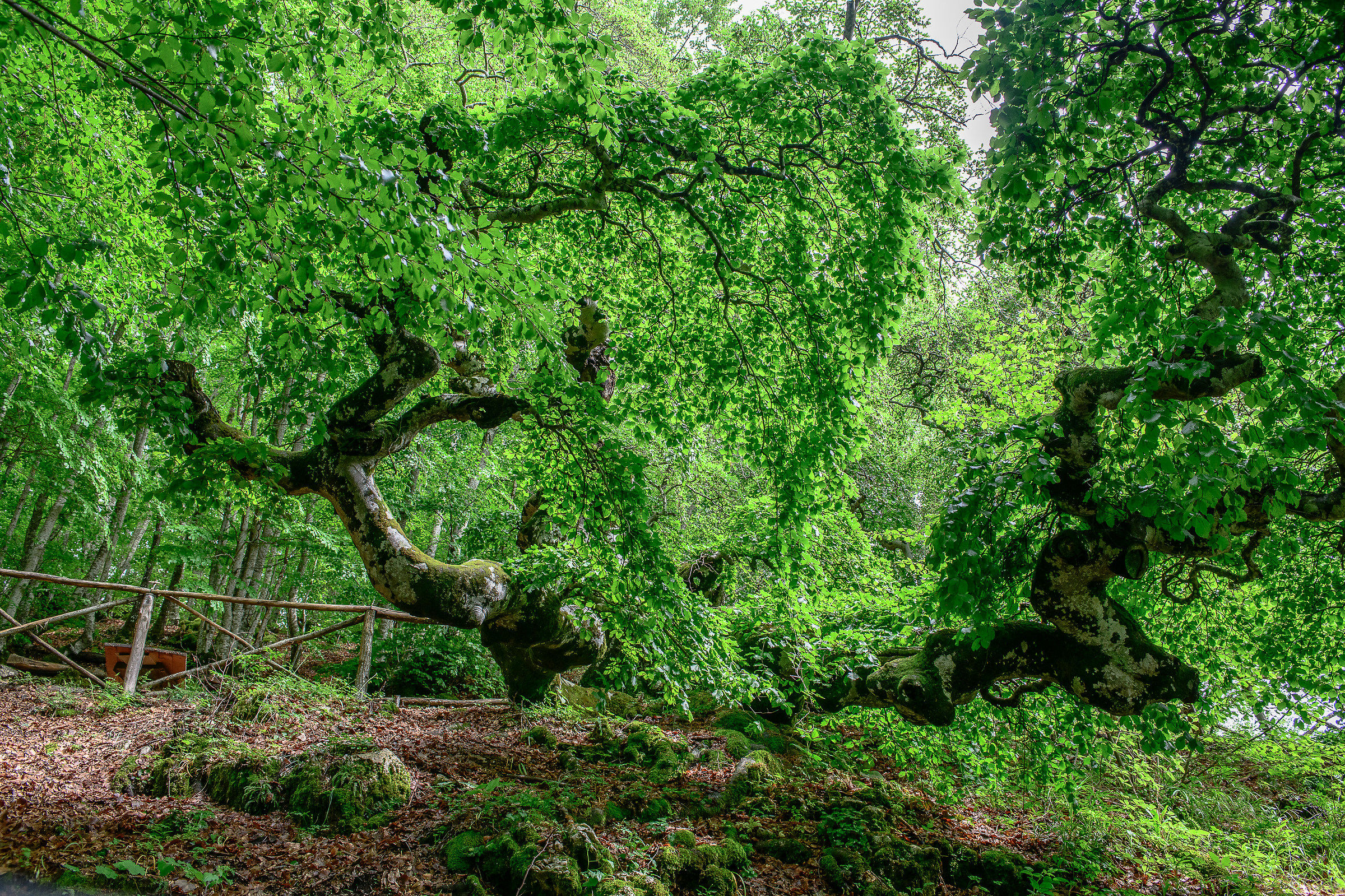 The beech of St. Francis