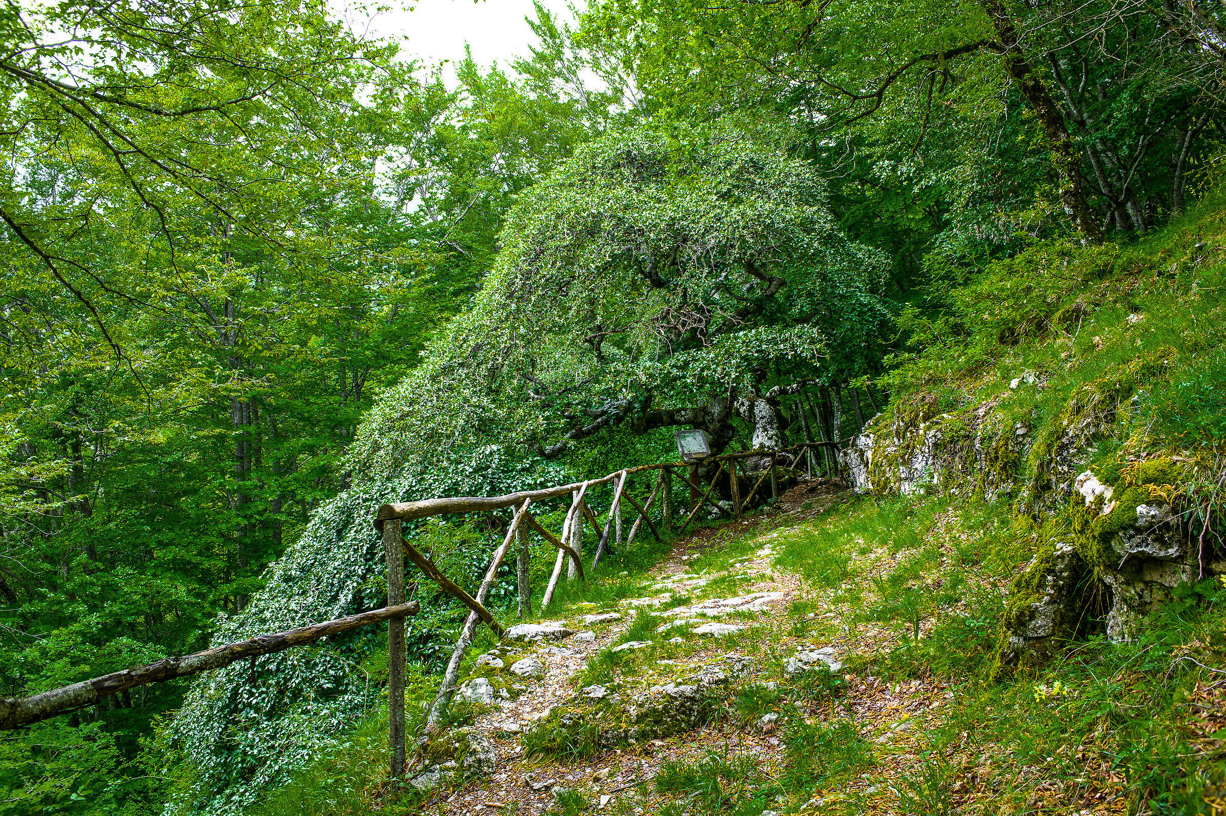 The beech of St. Francis