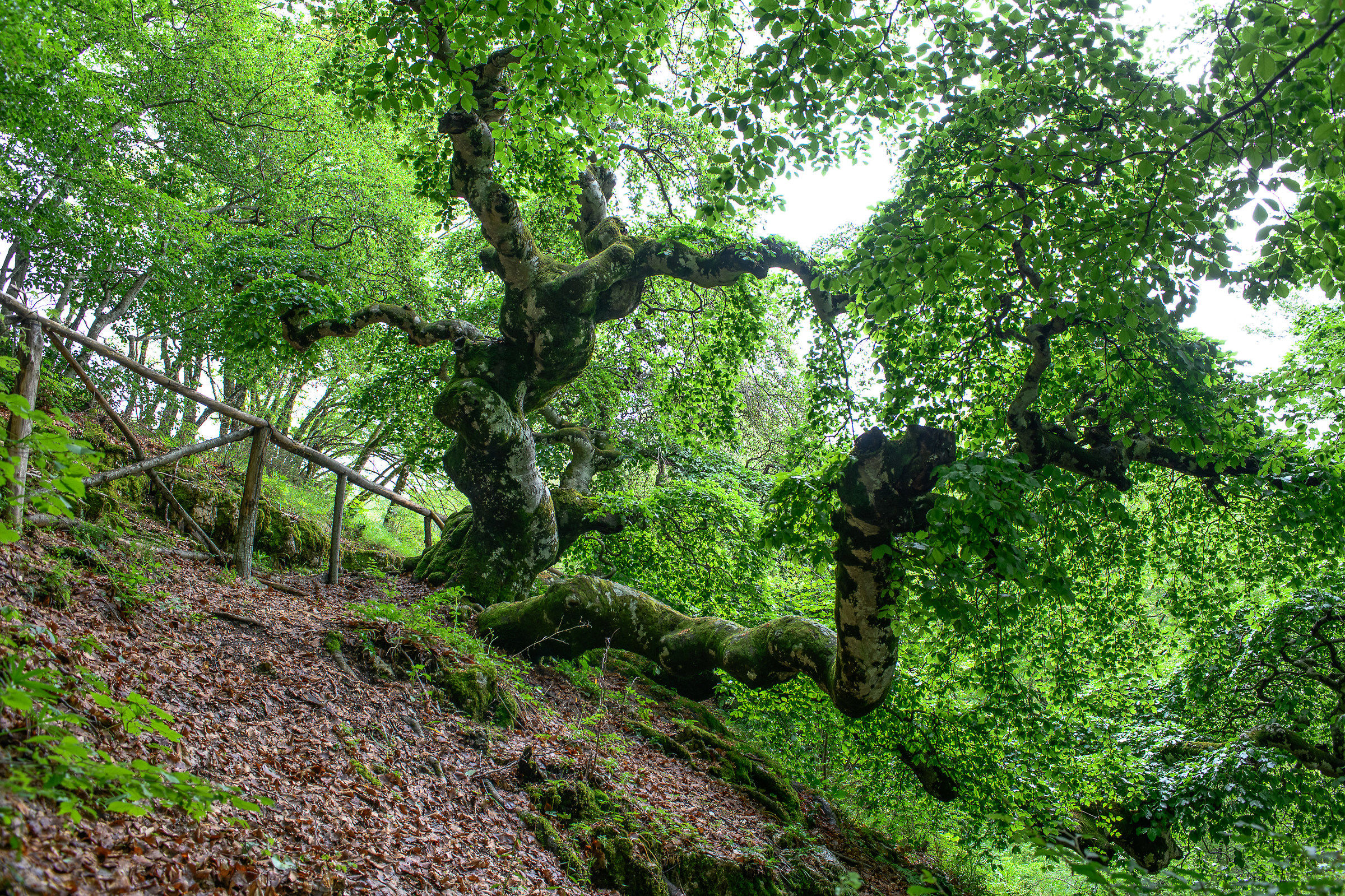 The beech of St. Francis