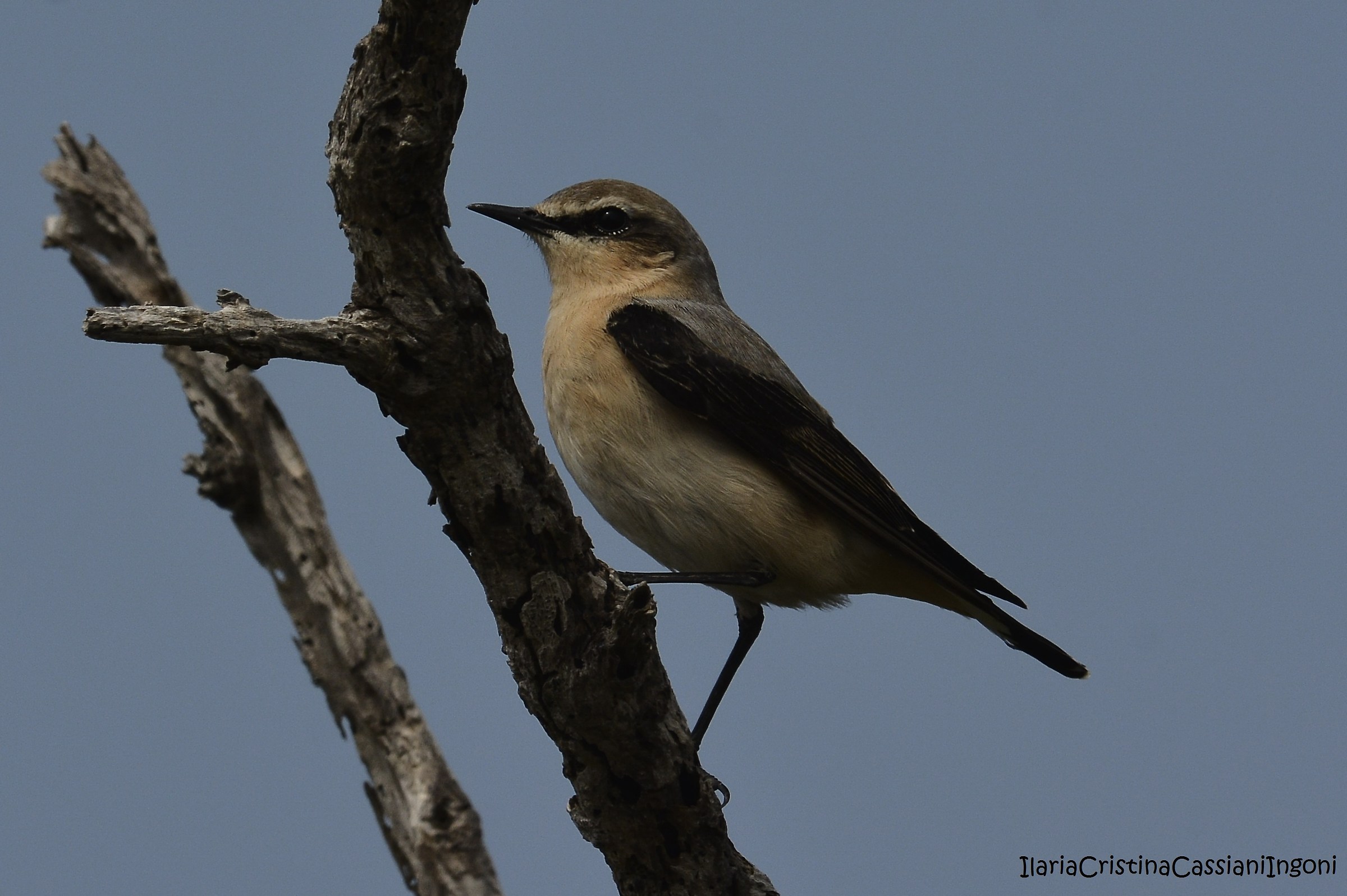 Wheatear Male