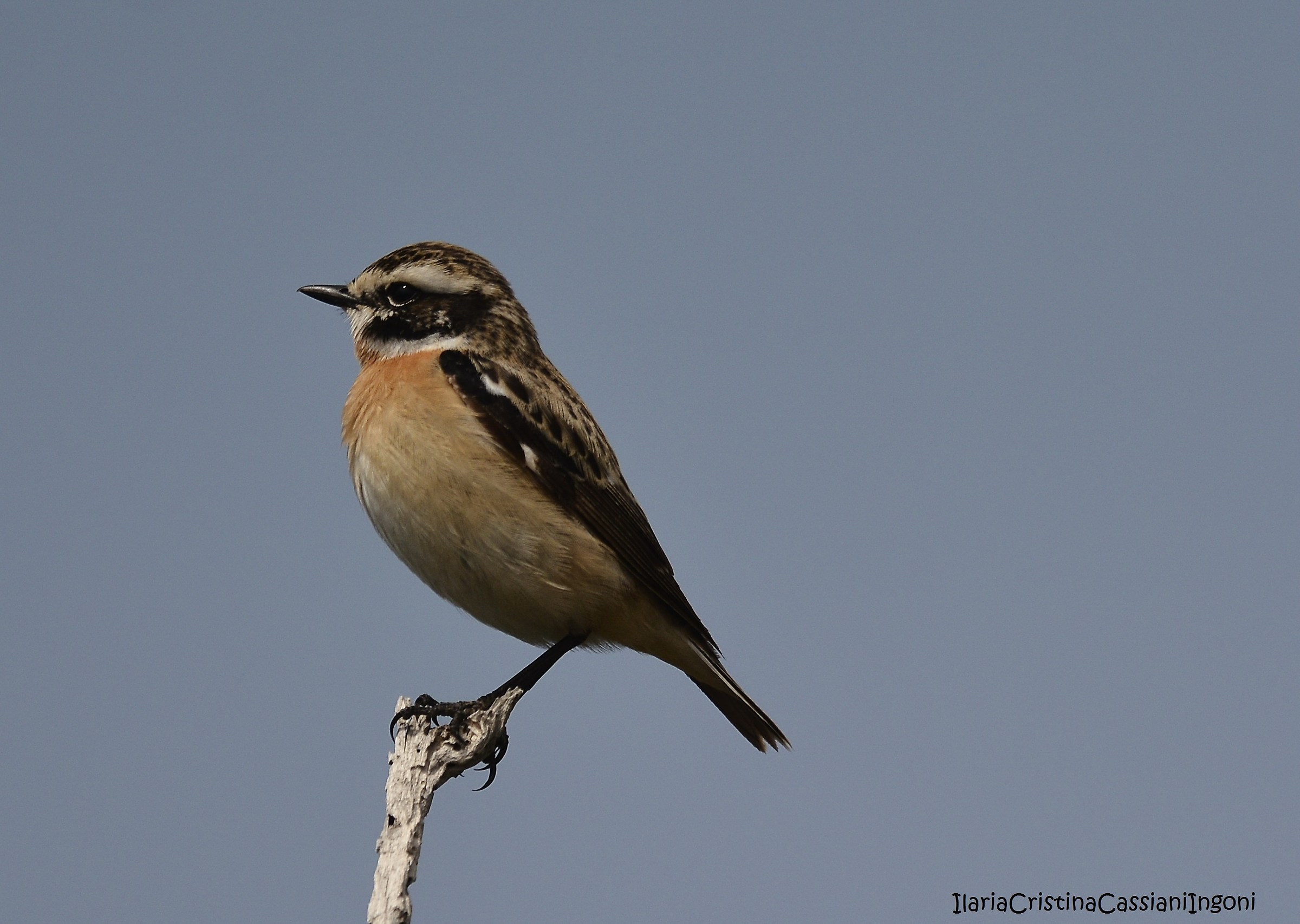 Whinchat Male