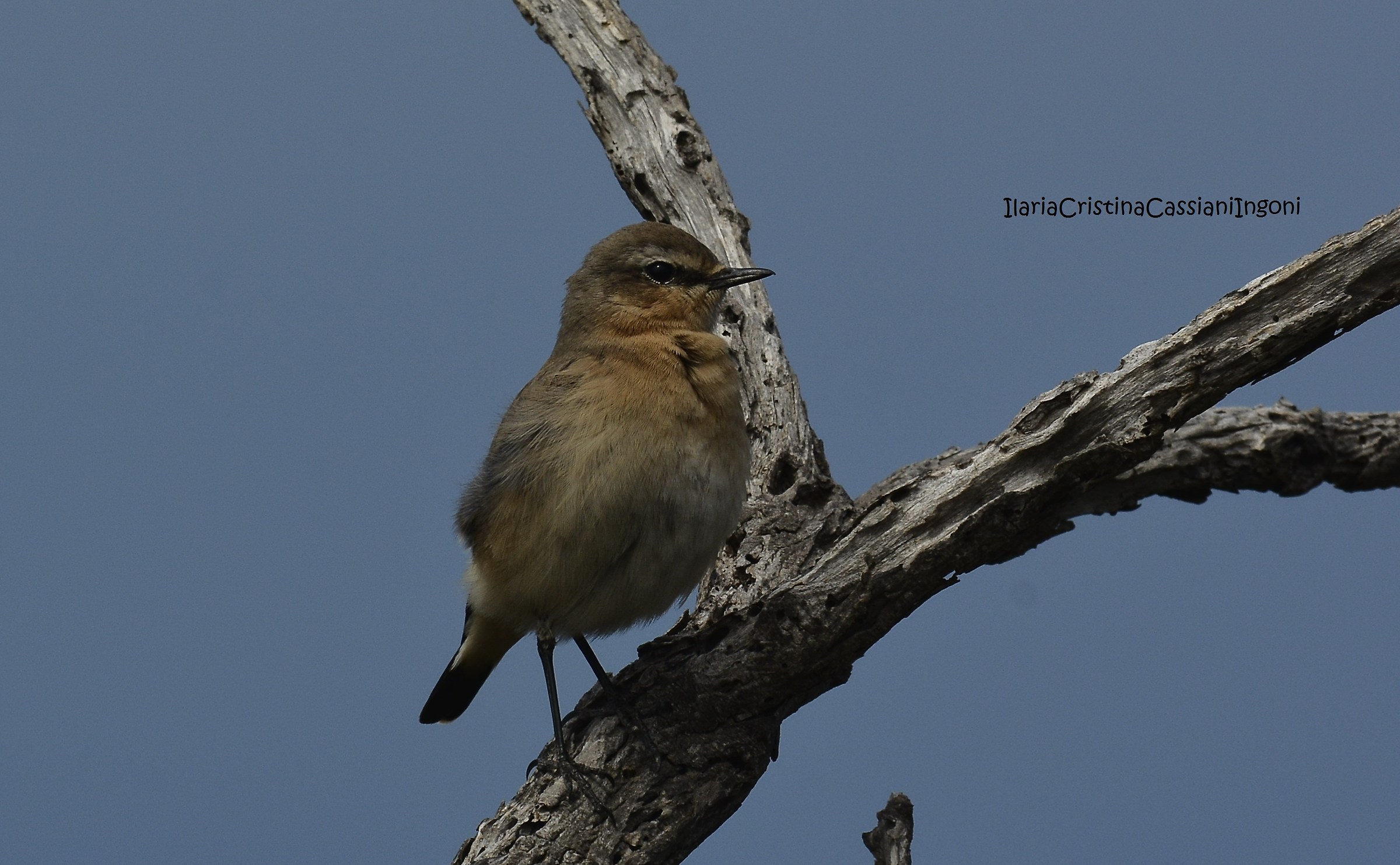 Wheatear Female