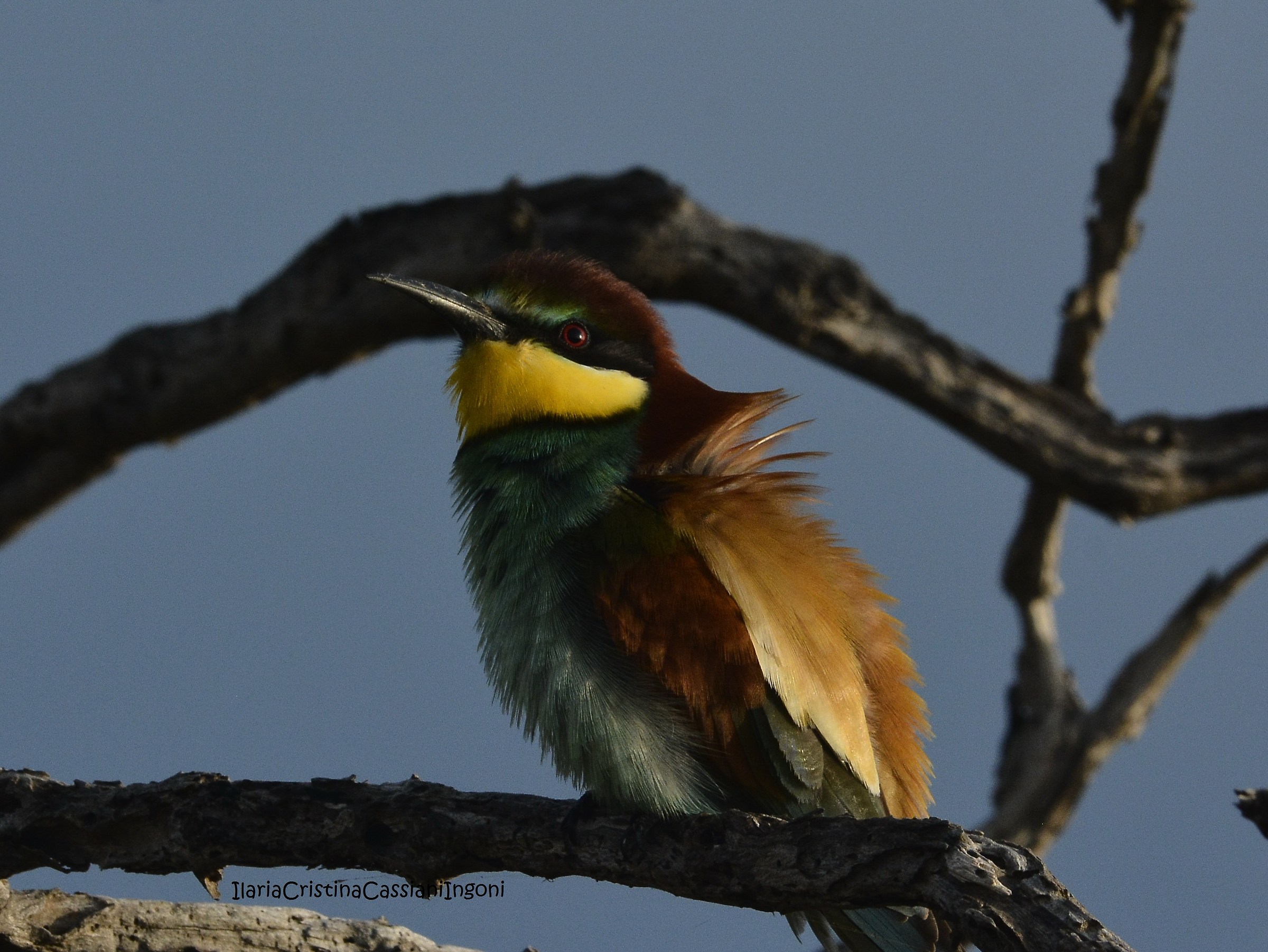 Bee-eater