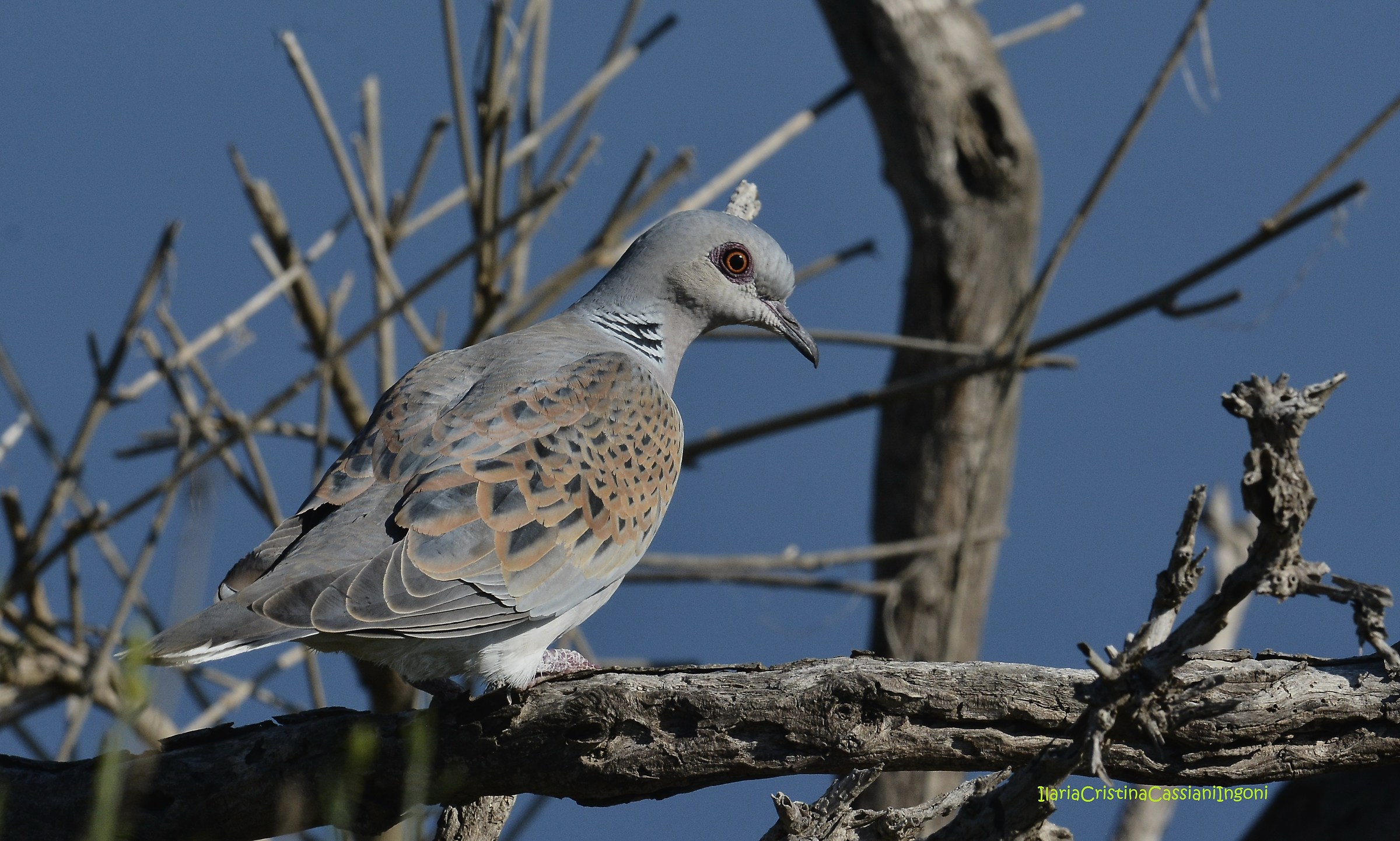 Wild Dove