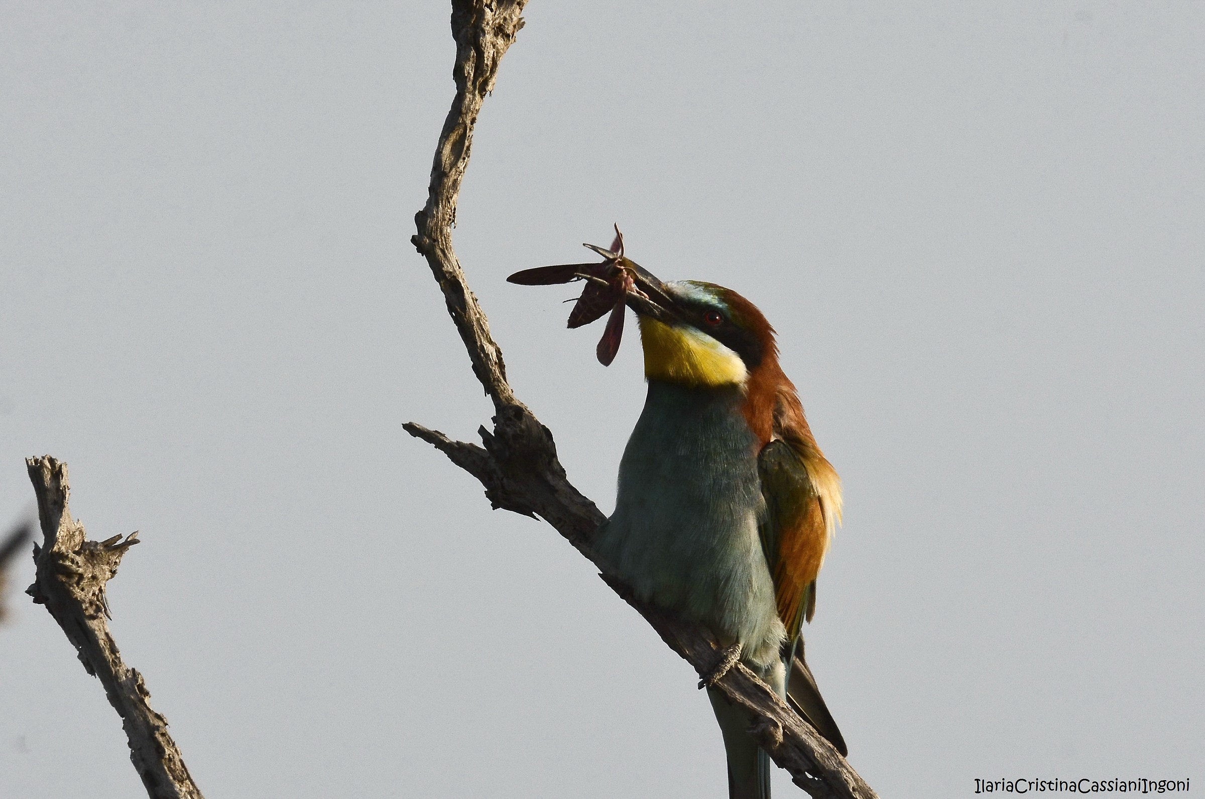 Bee-eater