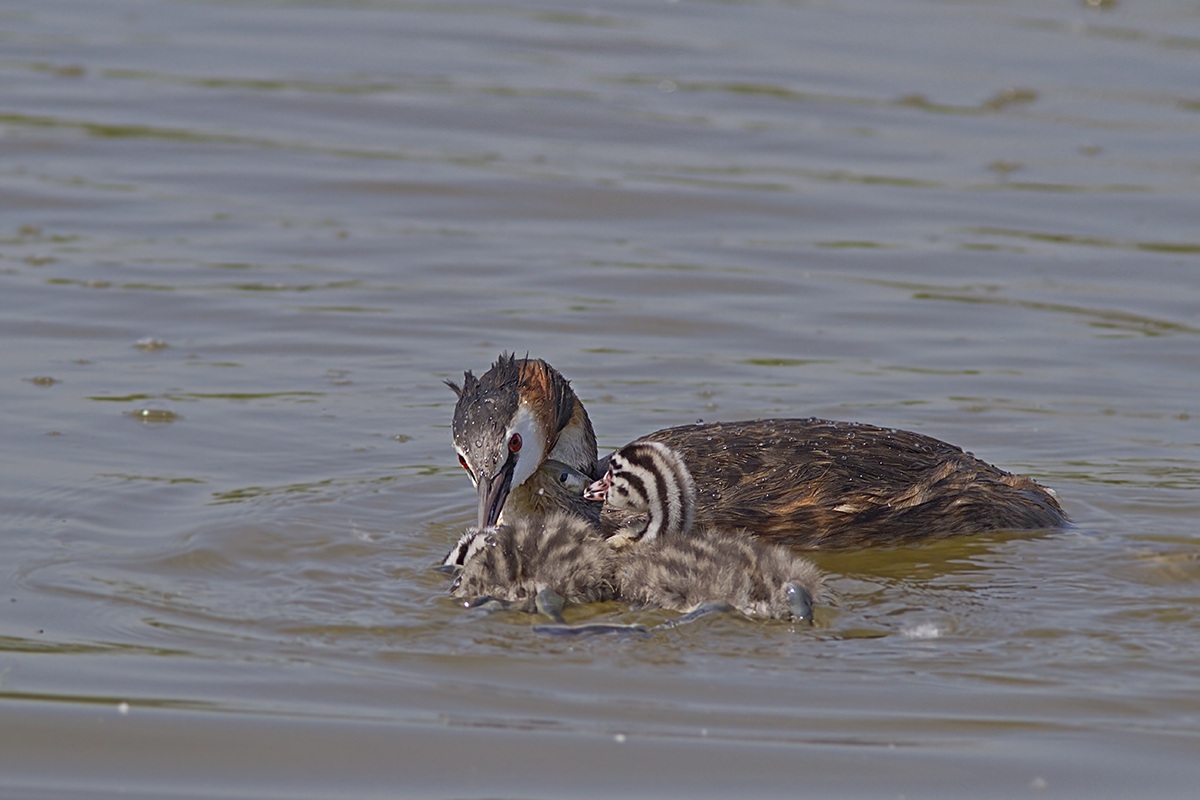 svasso con piccoli e preda