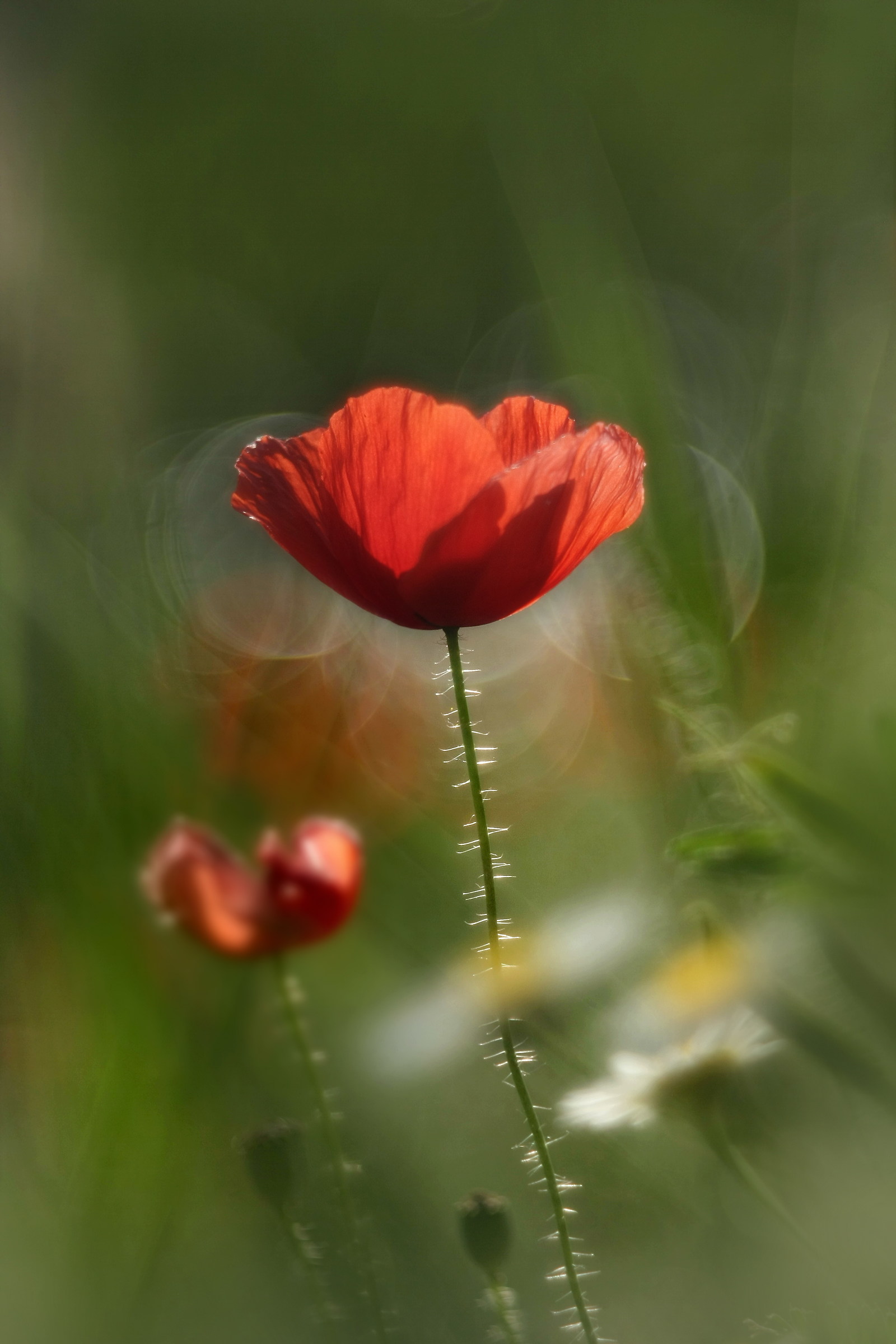 Poppy From Hungary