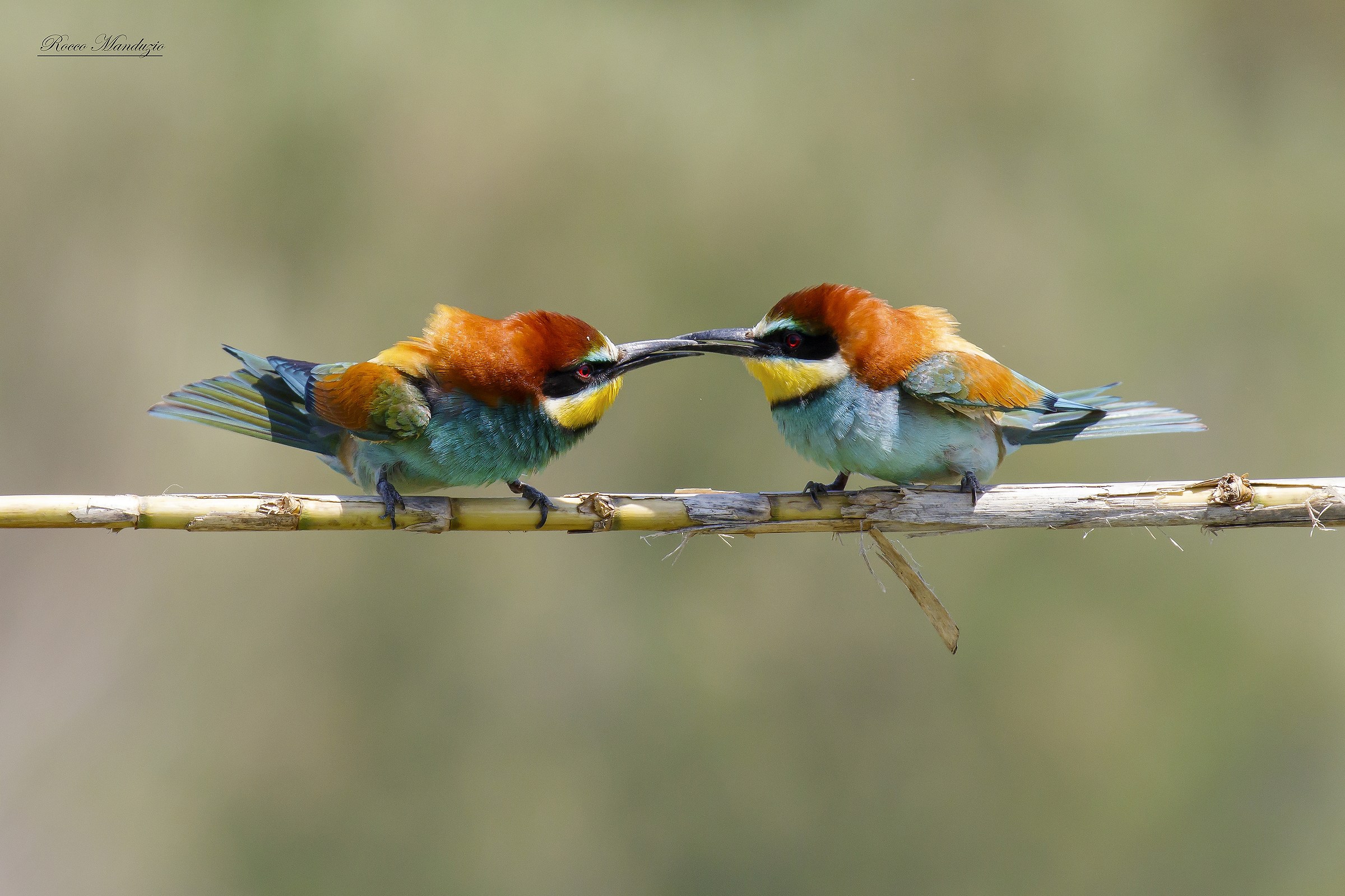 Quarrels between males