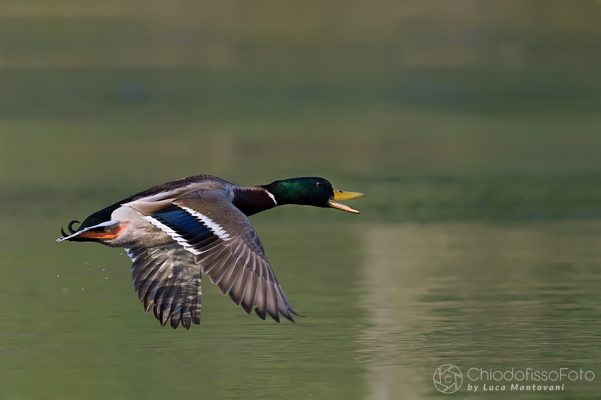 Germano maschio in volo sul fiume