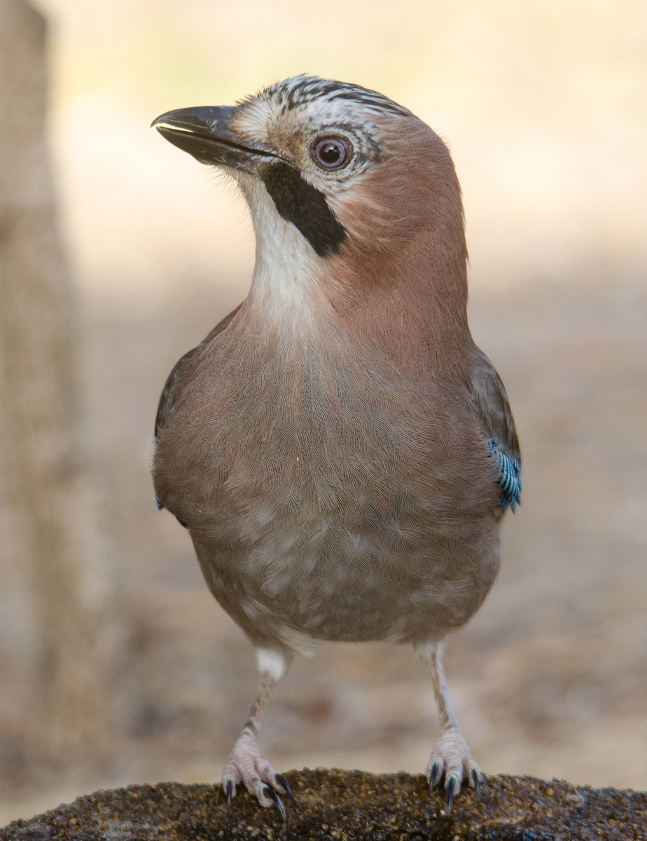 Garrulus glandarius