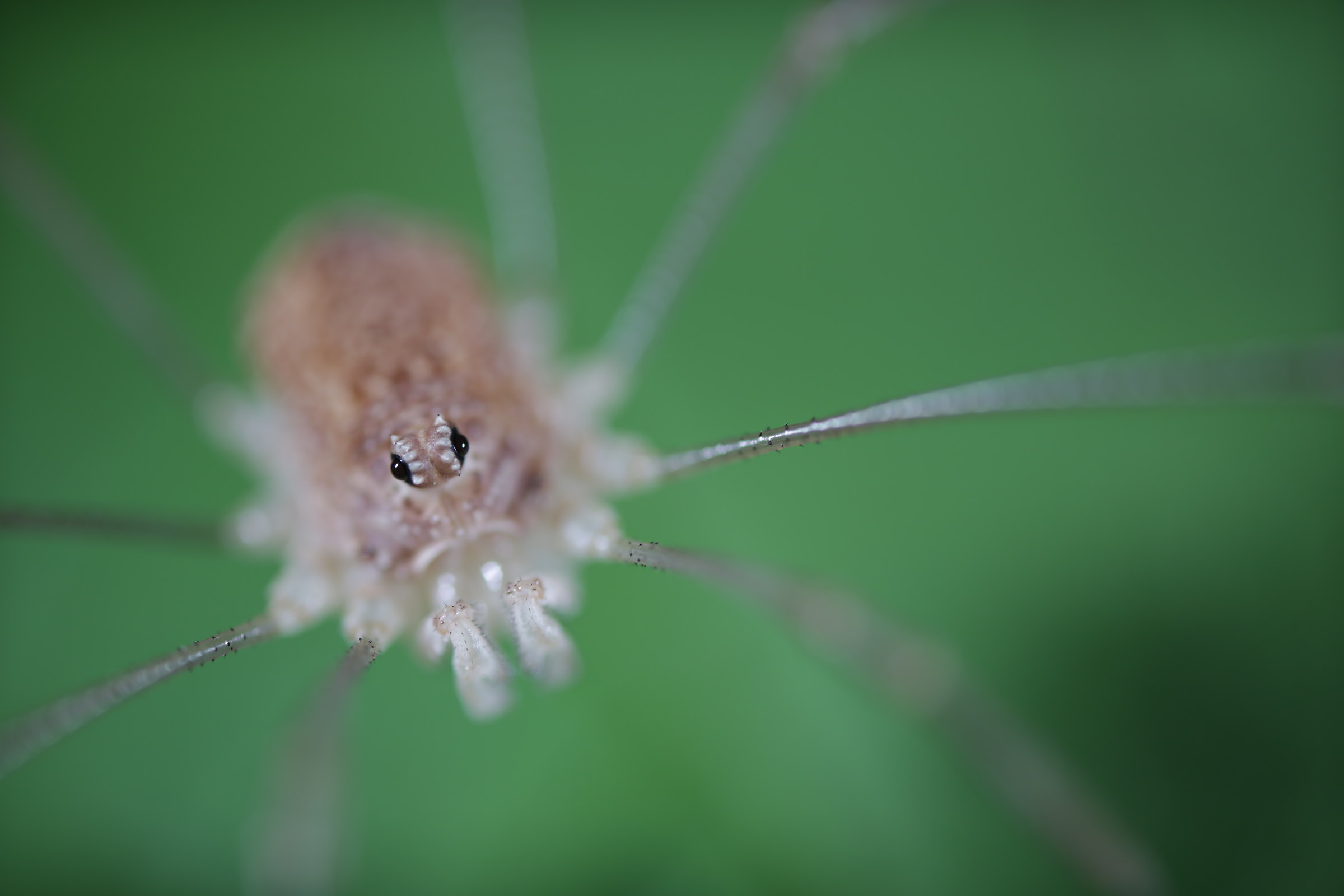 Rilaena triangularis