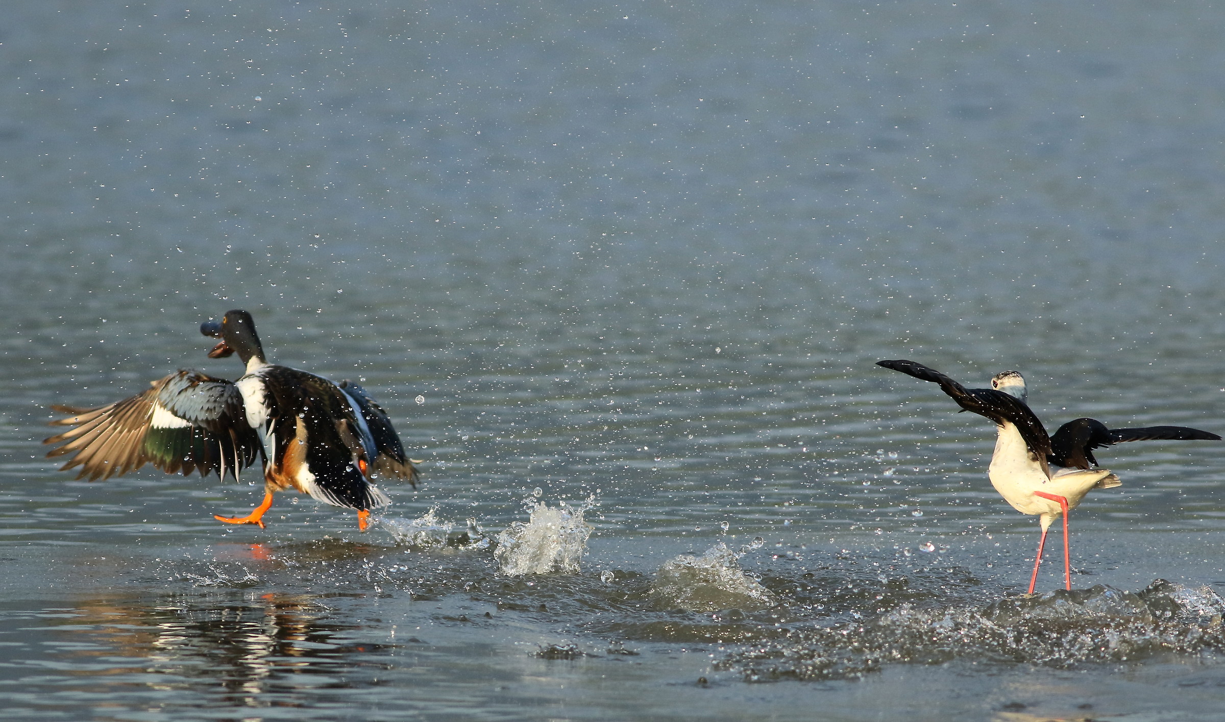 Shoveler on the Run