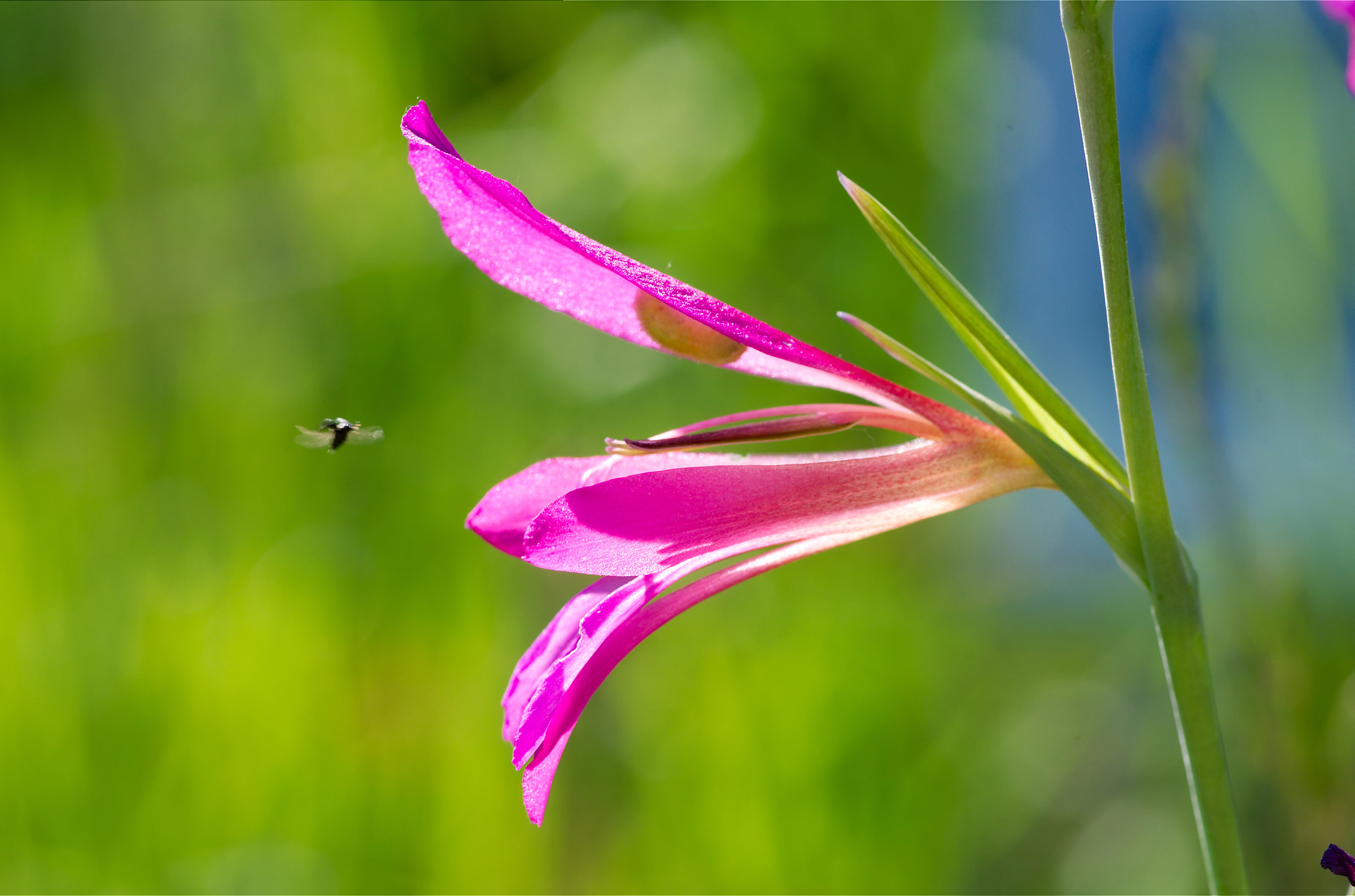 Gladiolus italicus