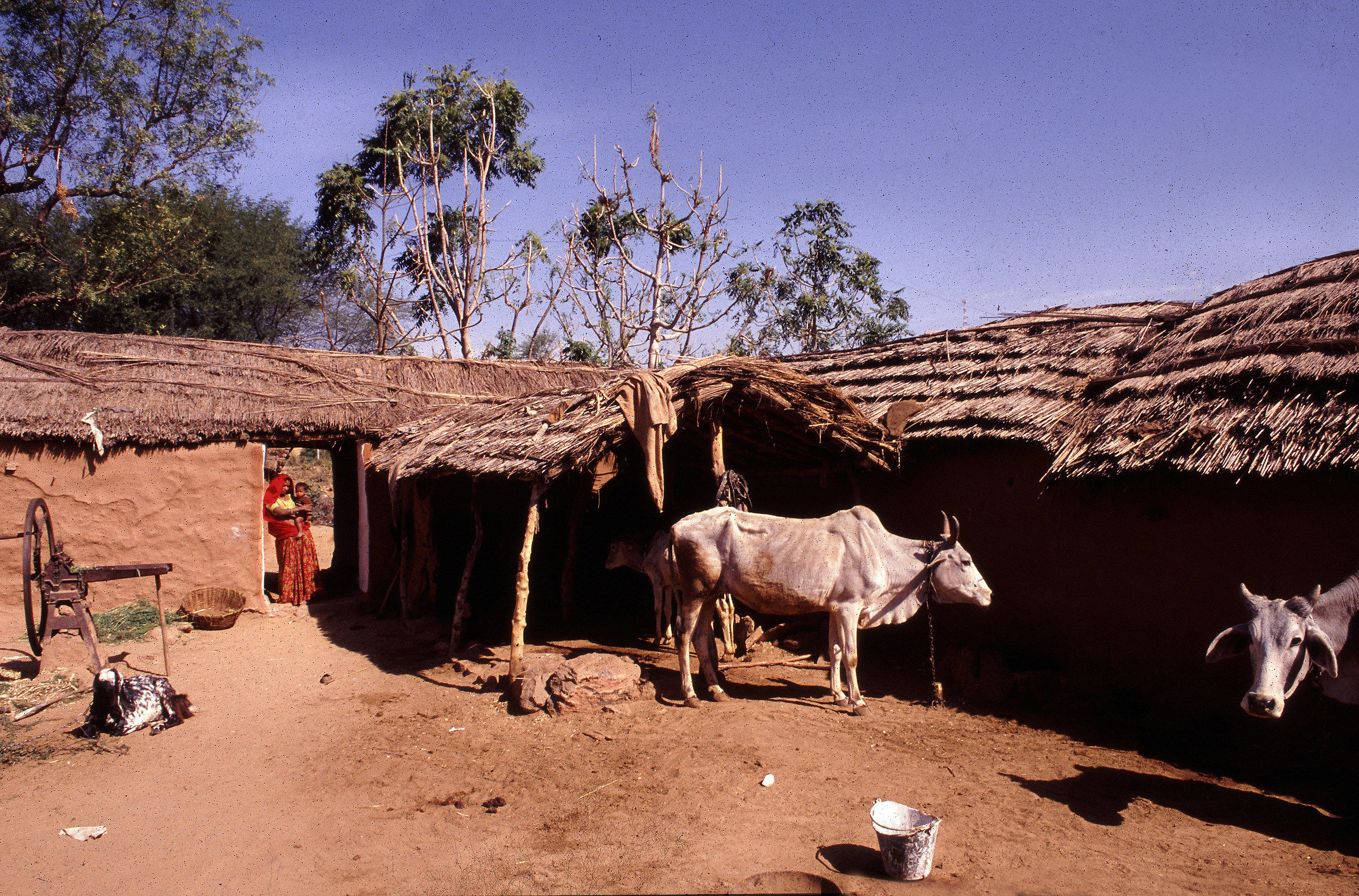Vita di campagna in India