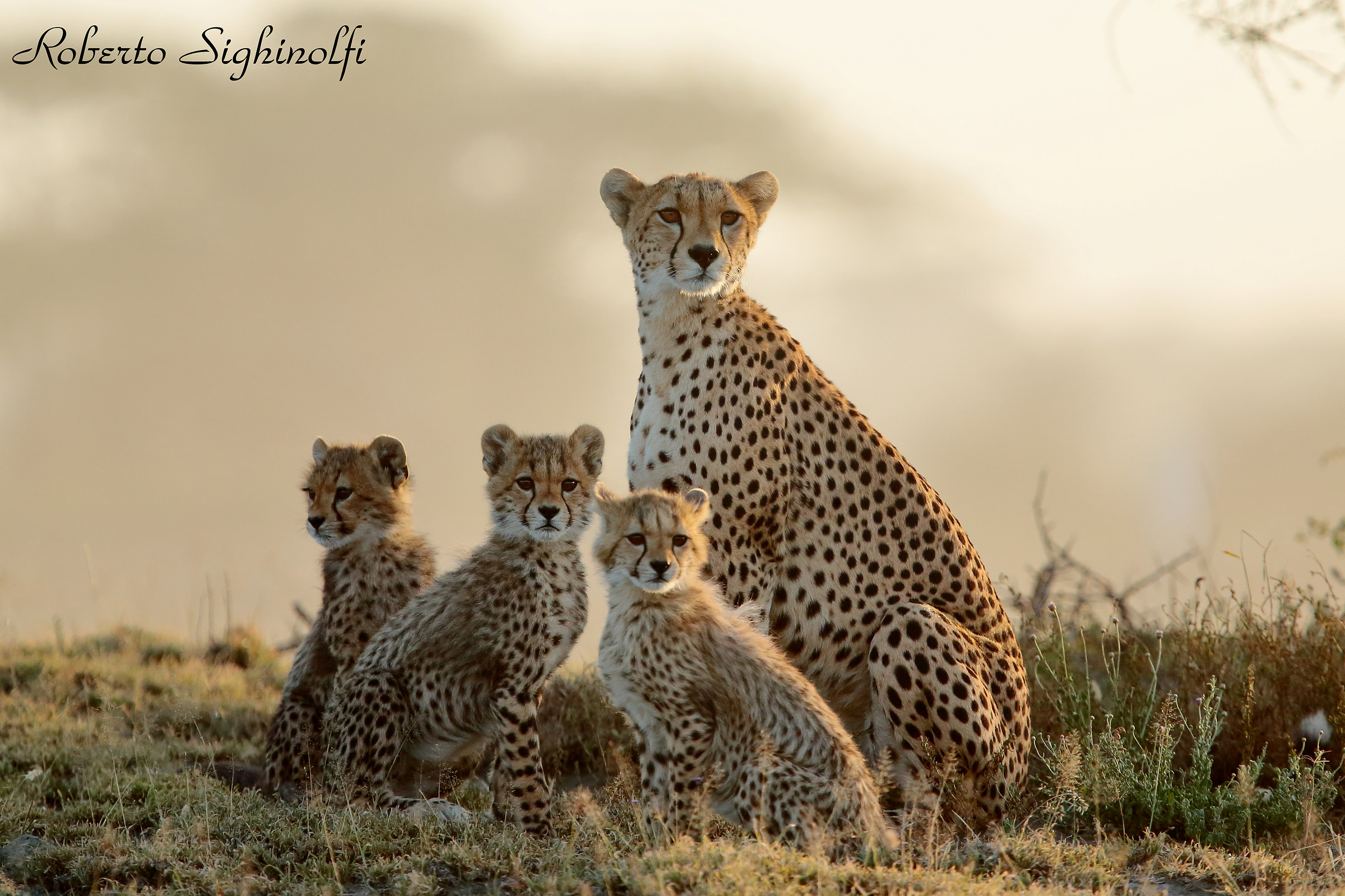 Cheetahs