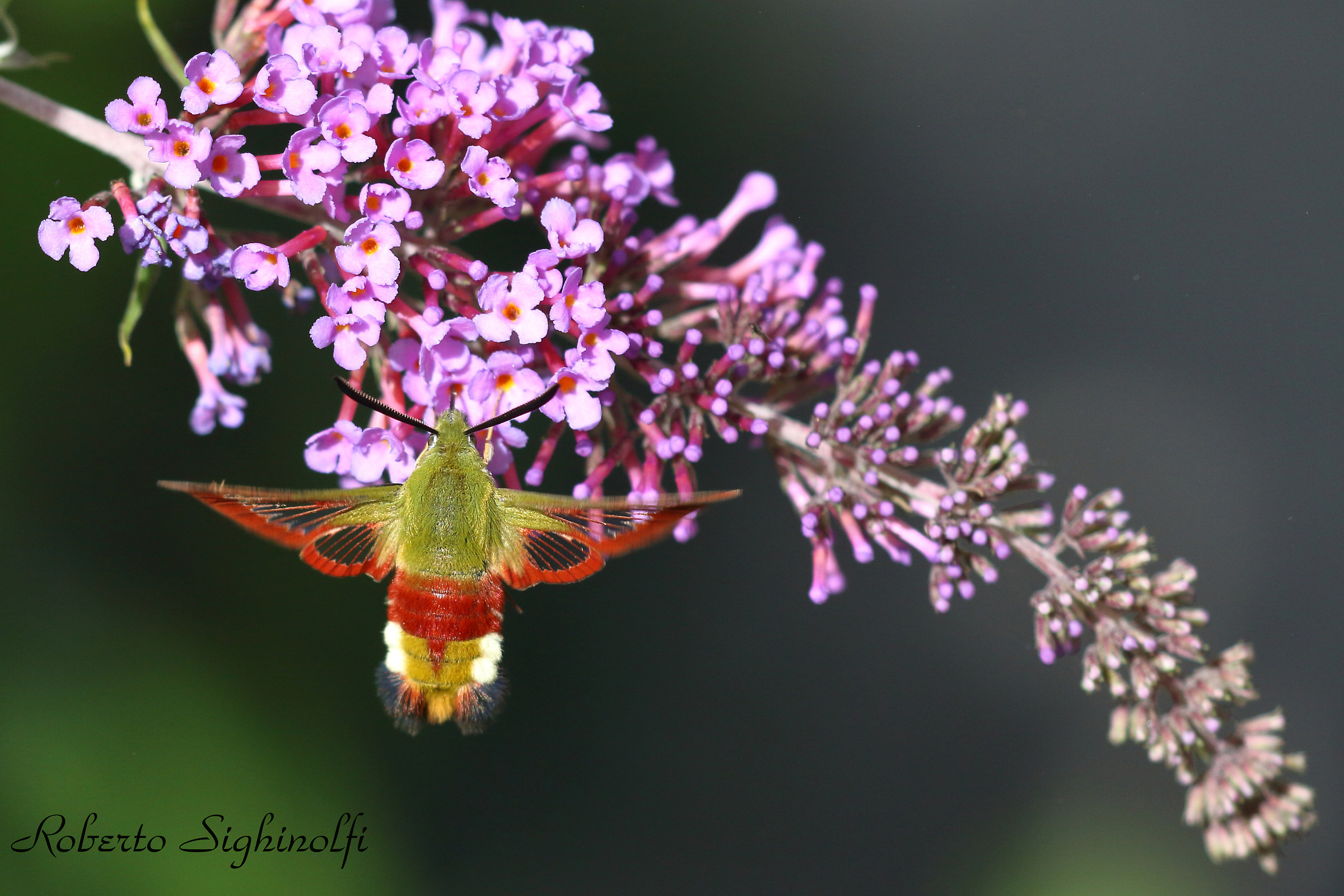 Insect hummingbird-relative of the Macroglossum Stellatarum