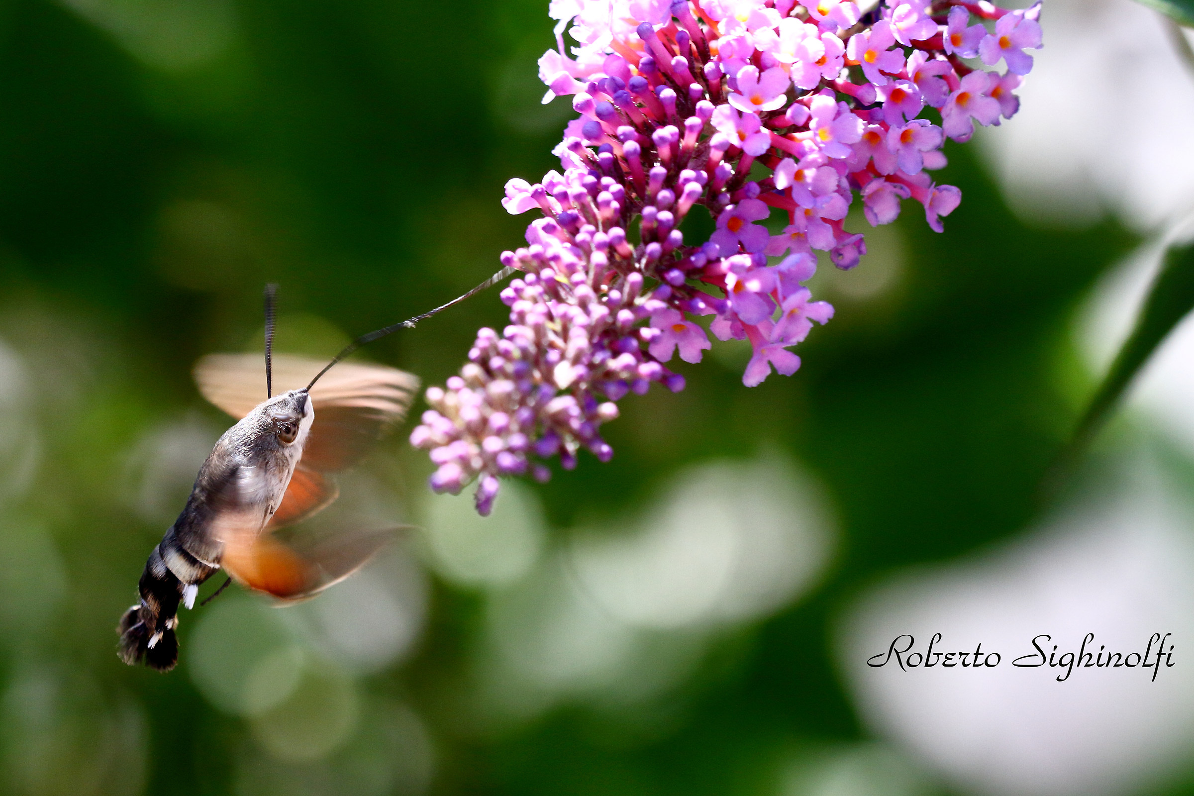 Macroglossum Stellatarum