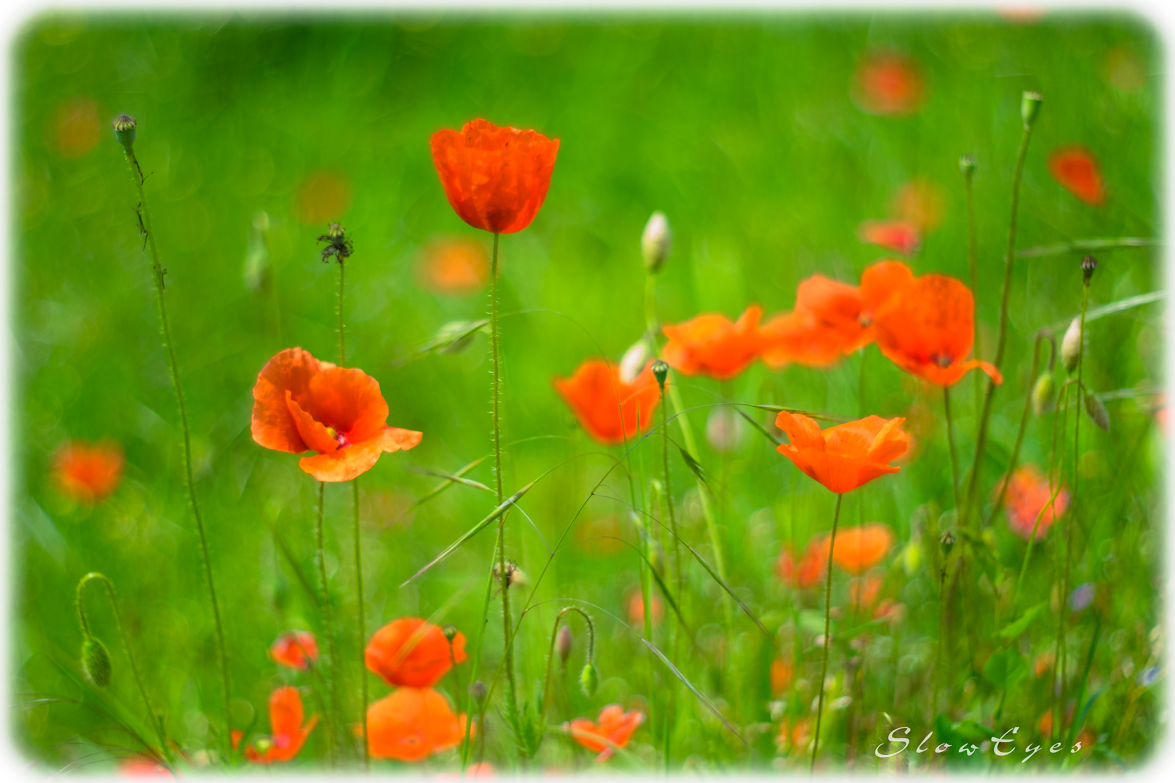 Spring pictures:field of poppies