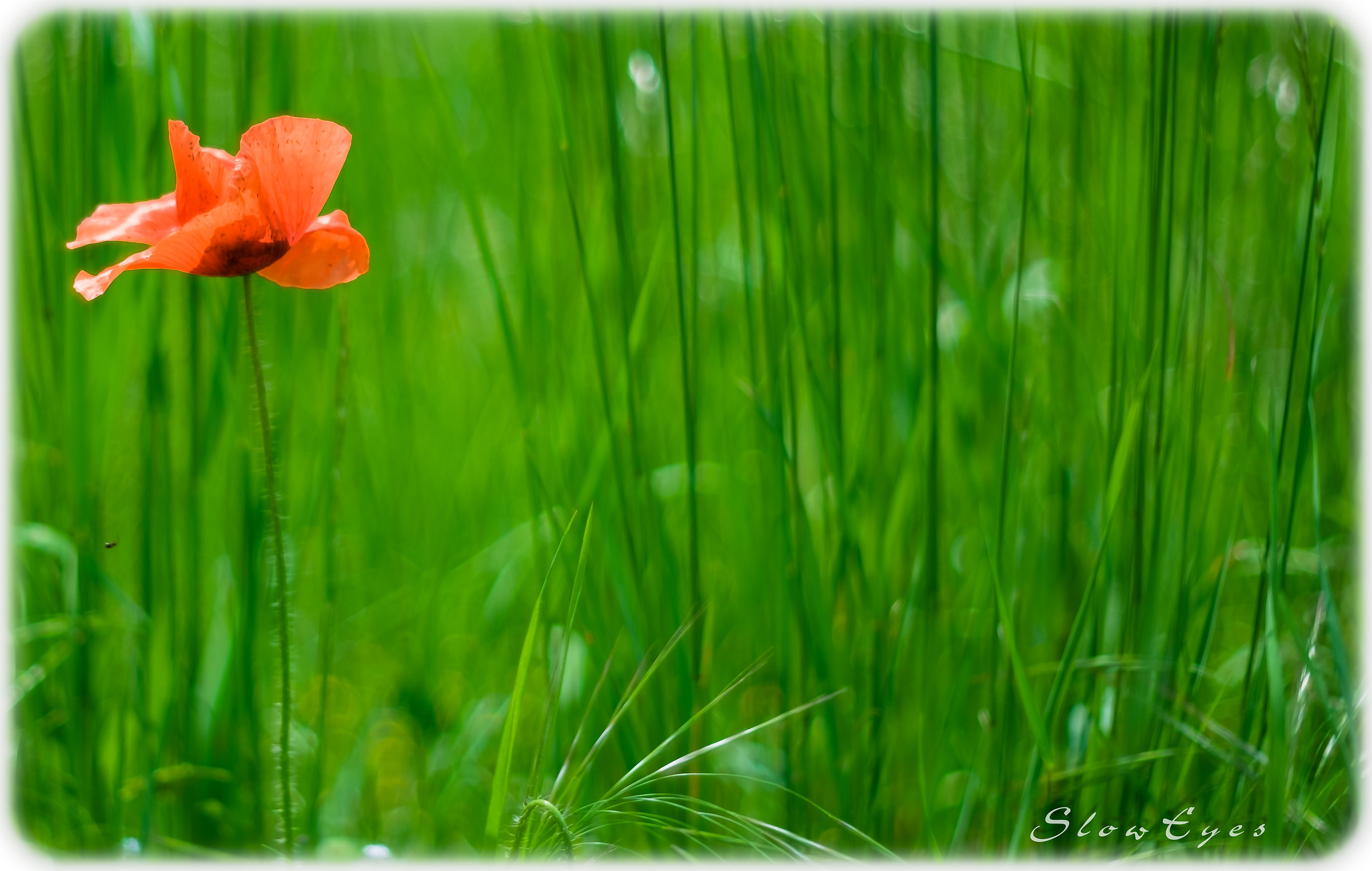 Spring Pictures: Poppies