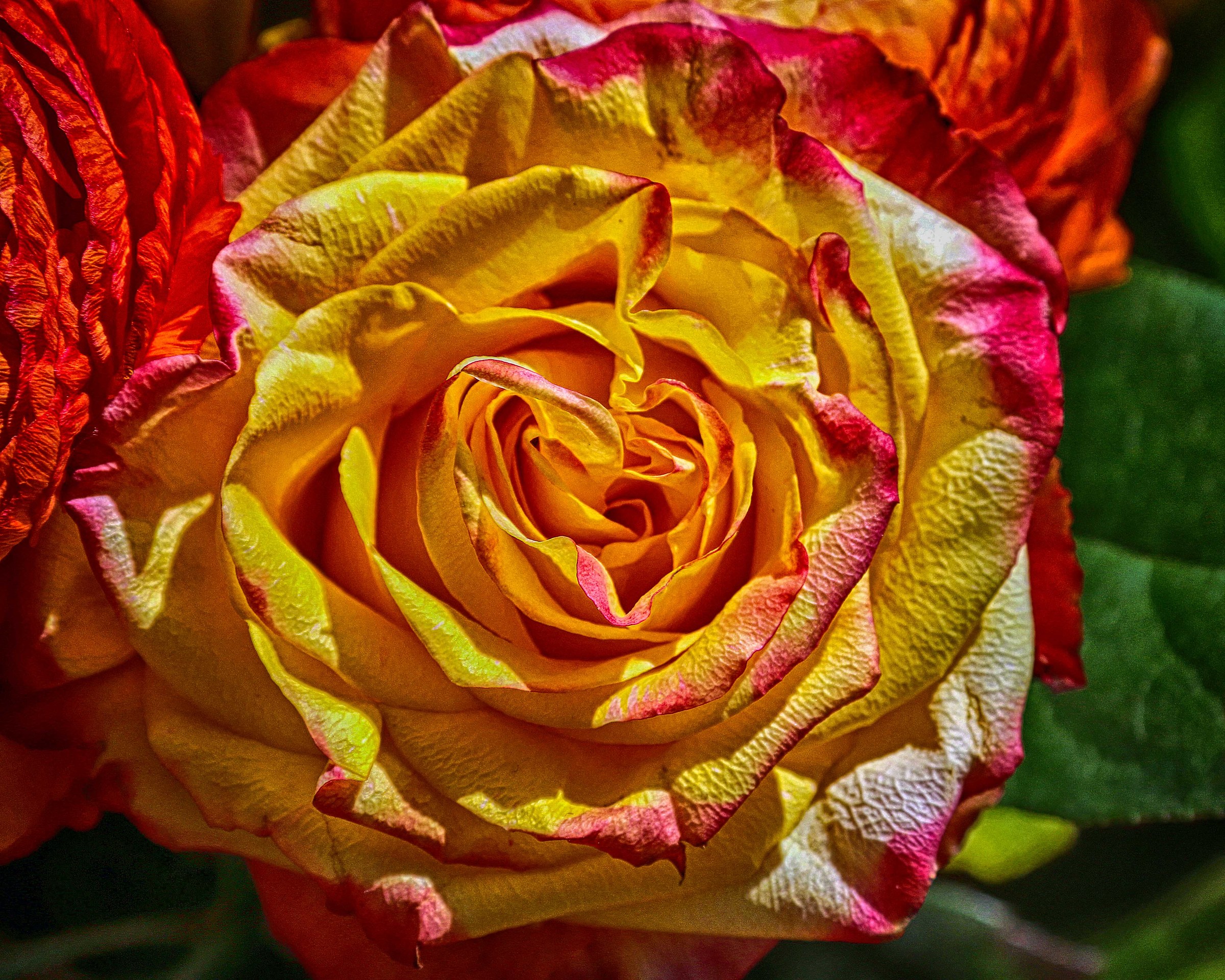 Rosa HDR