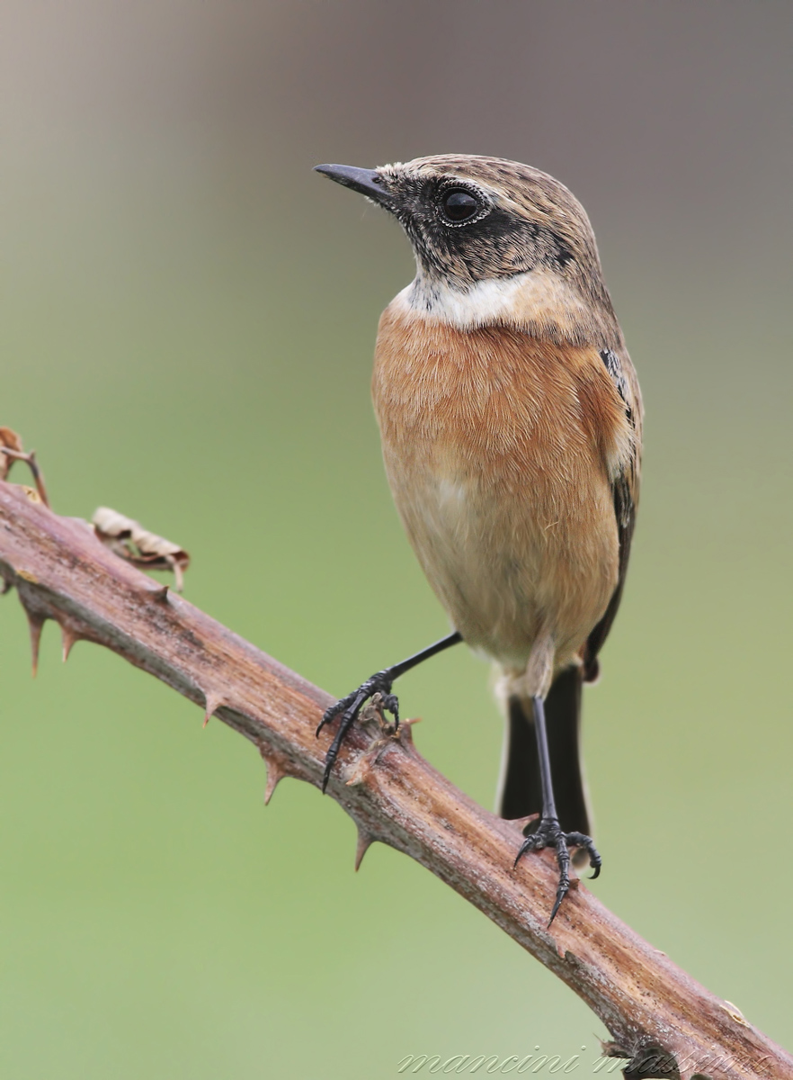 Stonechat (Saxicola torquata)